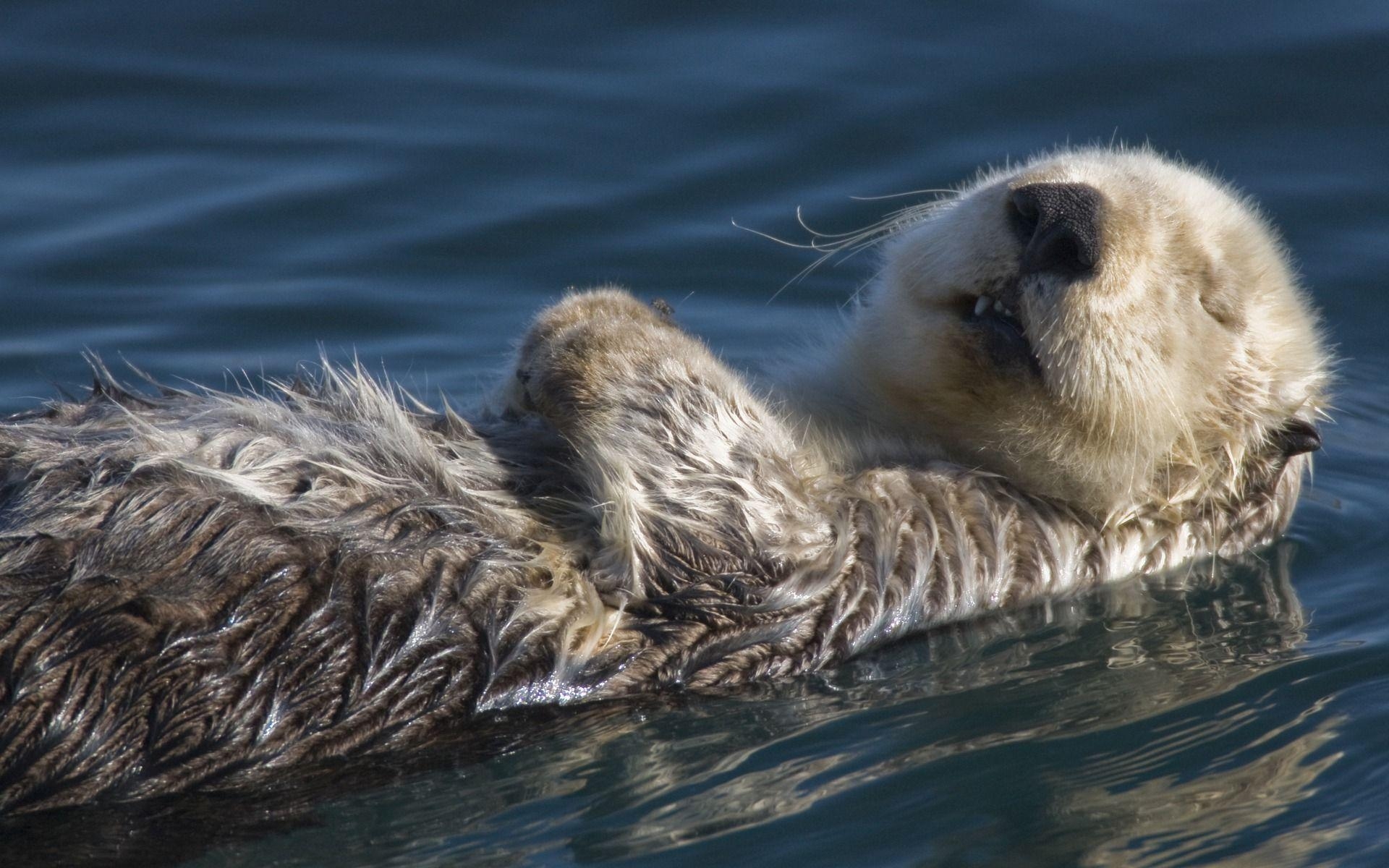 1920x1200 Sea Otter HD Wallpaper, Desktop