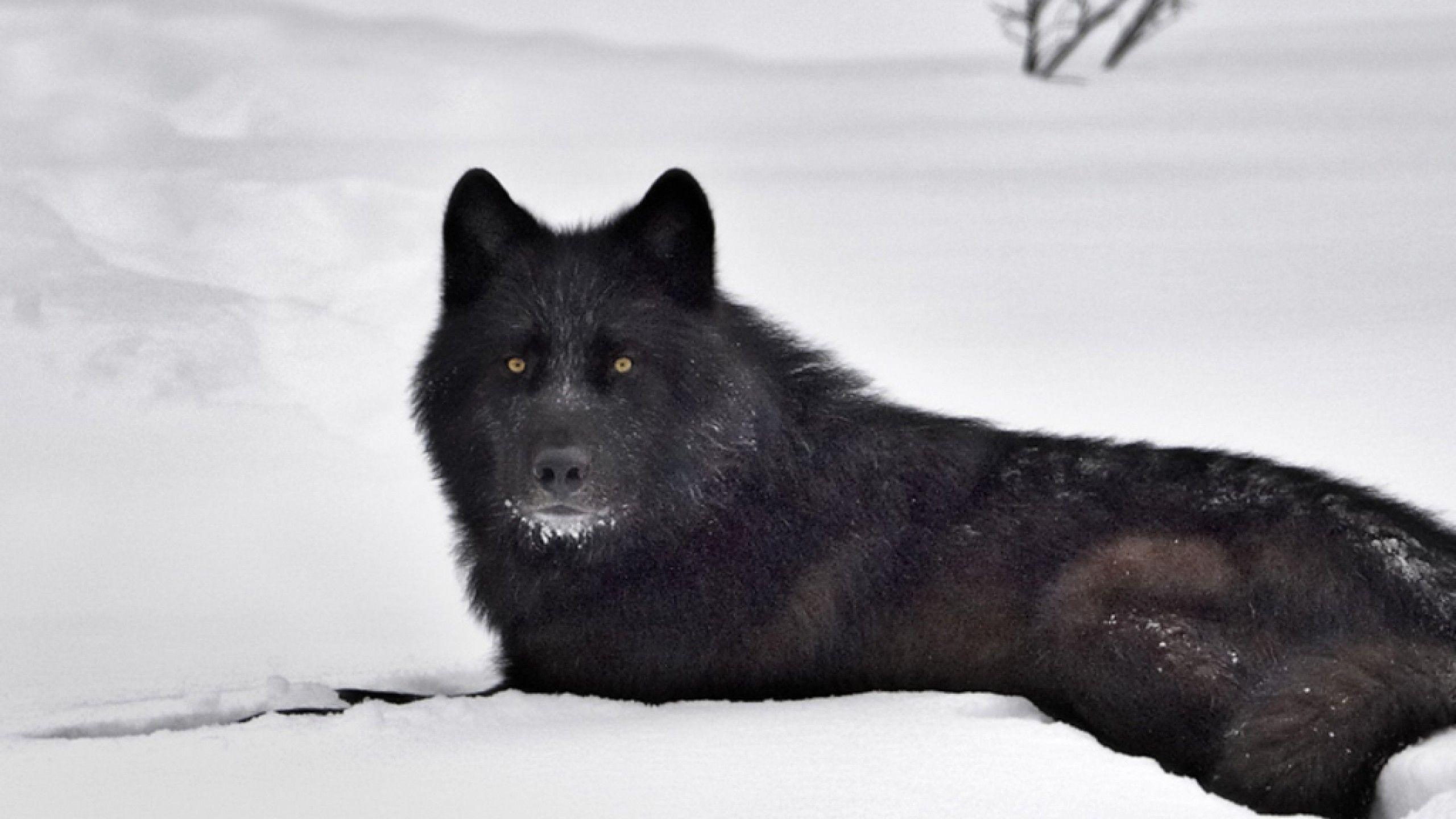 2560x1440 Black Wolf in Snow Wallpaper Wallpaper Inn, Desktop