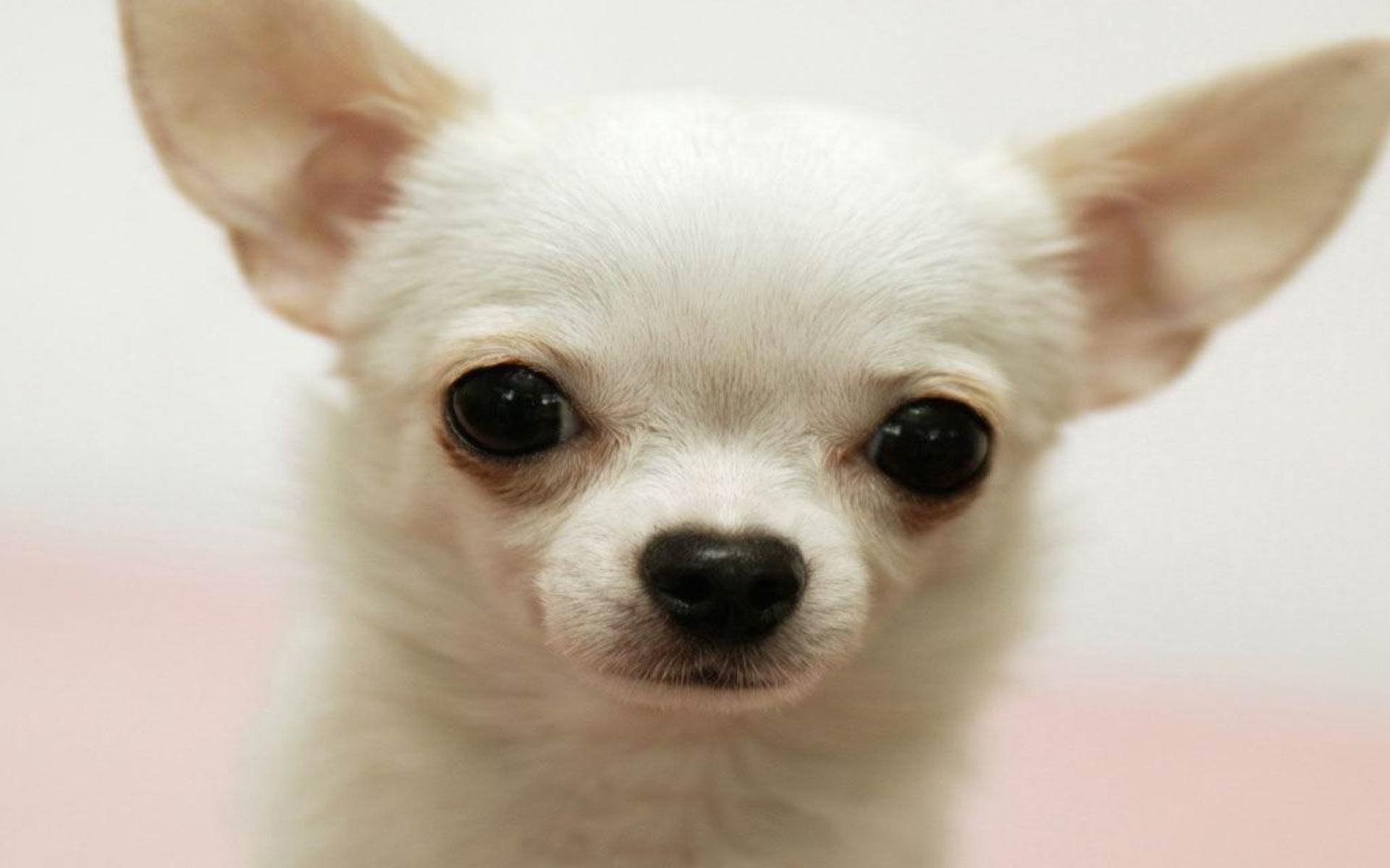 1920x1200 Chihuahua Wallpaper Full HD MLIH2H. ZyZiXuN E Journal, Desktop