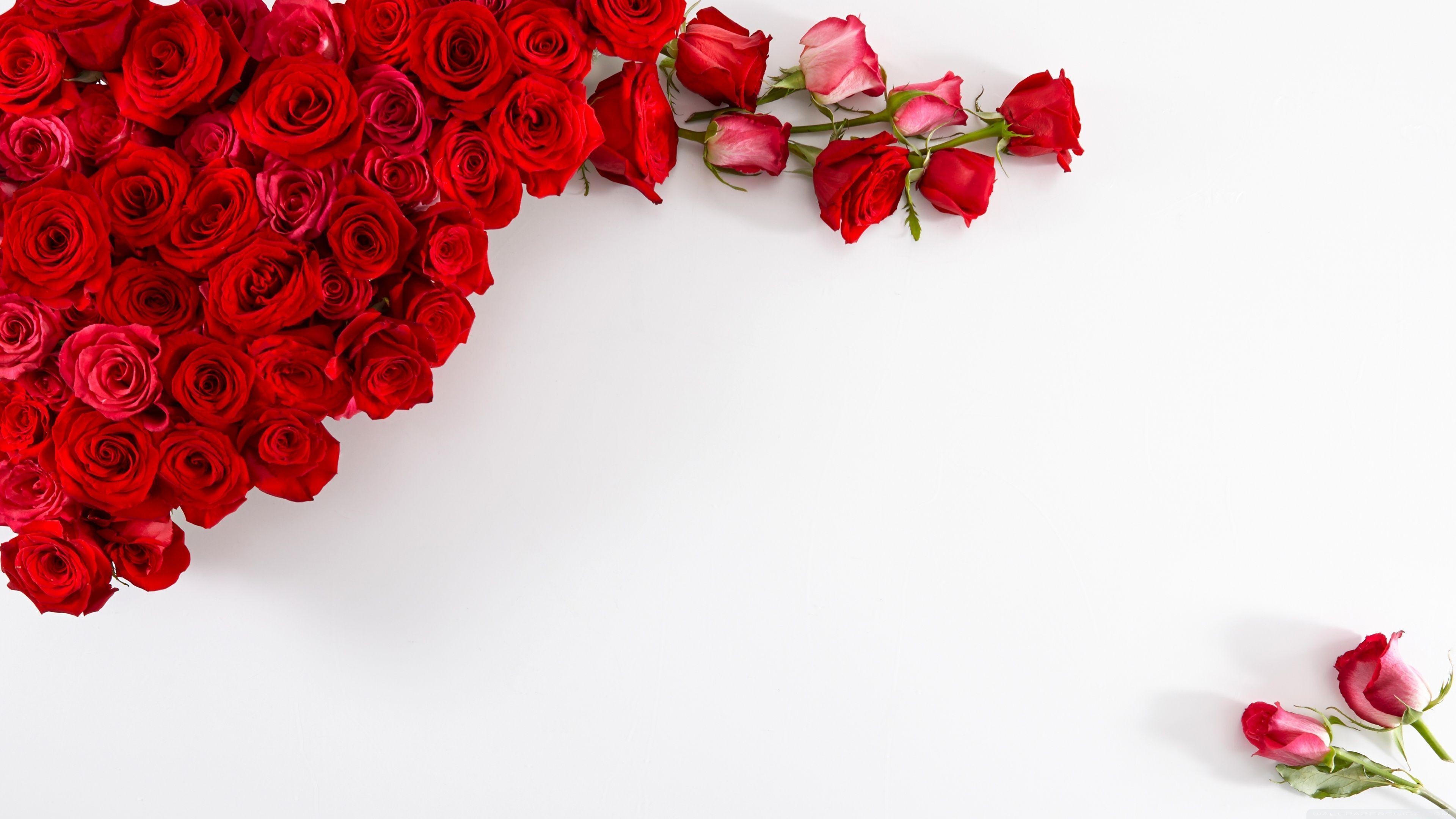 3840x2160 Red Roses on White Background ❤ 4K HD Desktop Wallpaper for • Wide, Desktop