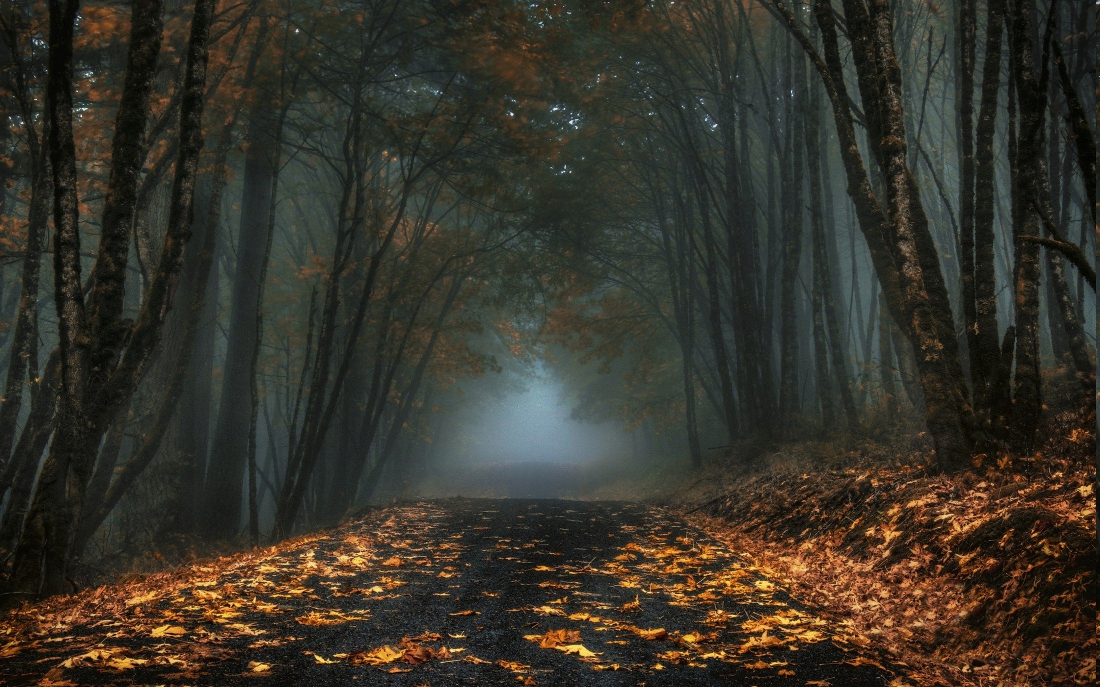 2200x1380  dark, fall, forest, landscape, leaves, mist, morning, nature, road, trees, Desktop