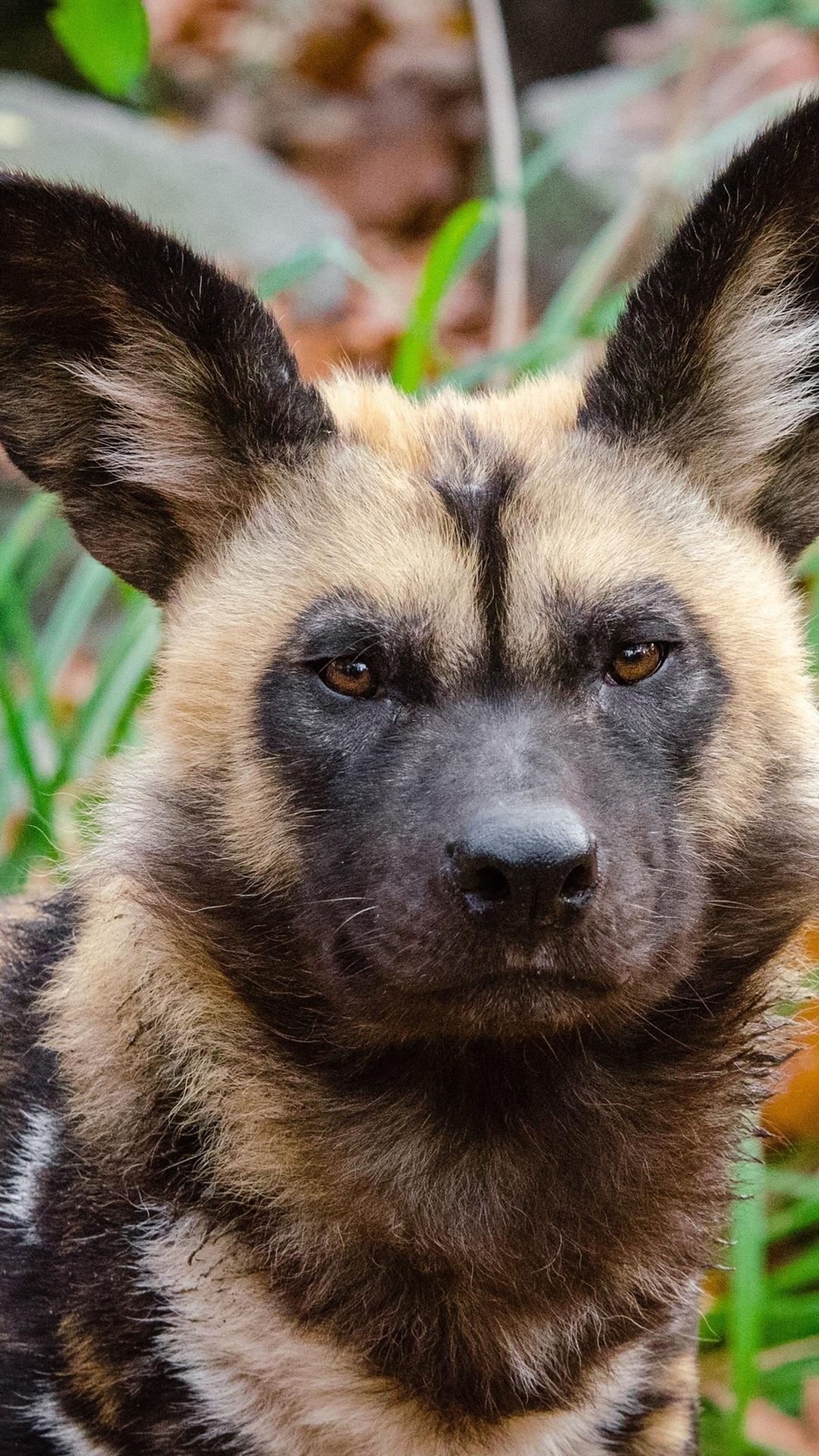 1080x1920 Predator, African Wild Dog  IPhone 8 7 6 6S Plus, Phone