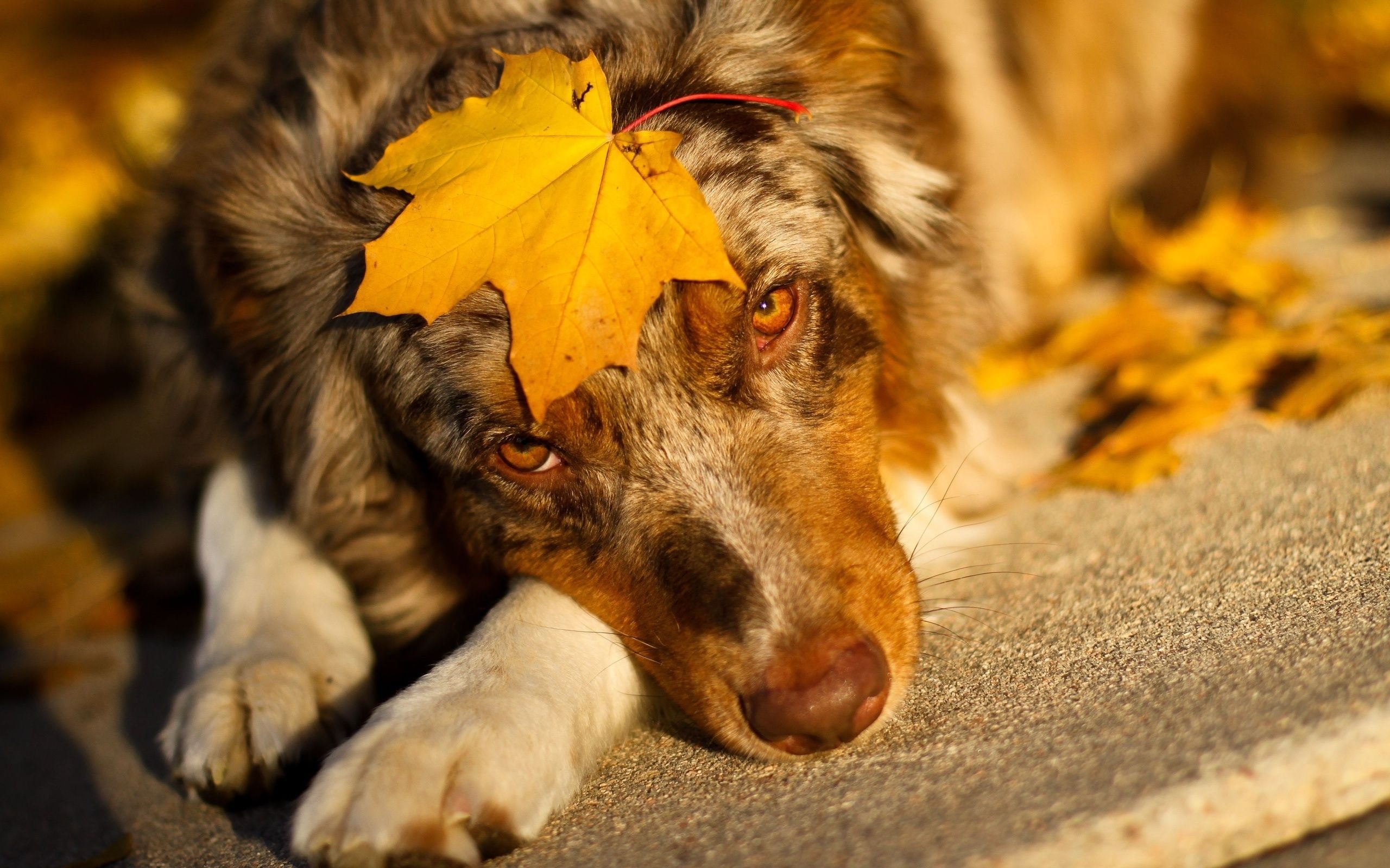 2560x1600 Australian Shepherd with a maple leaf Desktop wallpaper 1280x800, Desktop