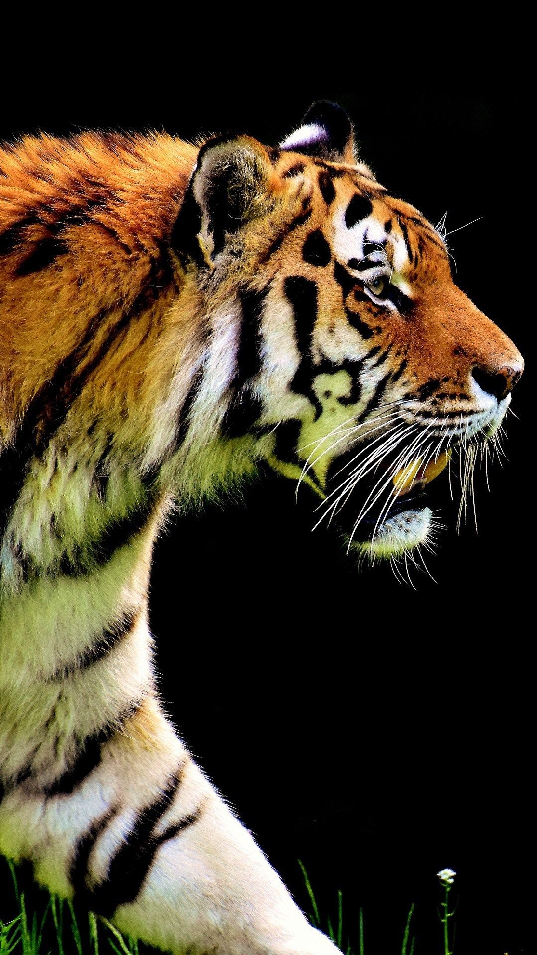 1080x1920 Hunting Wallpaper For iPhone Ultra HD Animal, HD Wallpaper, Phone