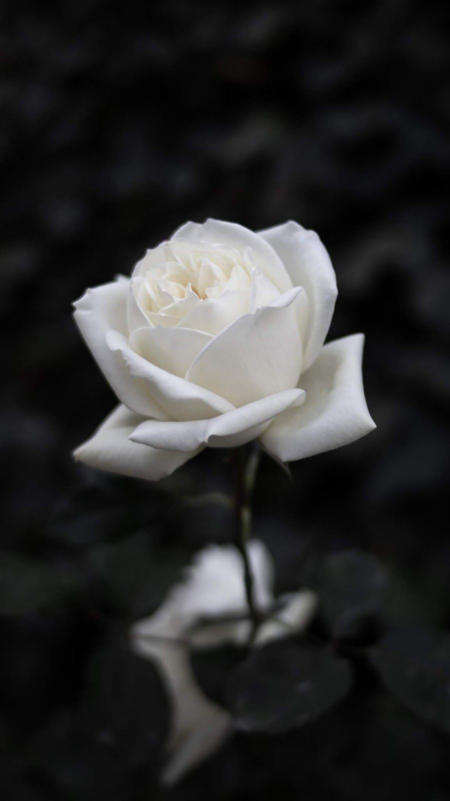 900x1600 White rose #wallpaper #iphone #android #background #followme. Rose flower wallpaper, Dark background wallpaper, Rose wallpaper, Phone