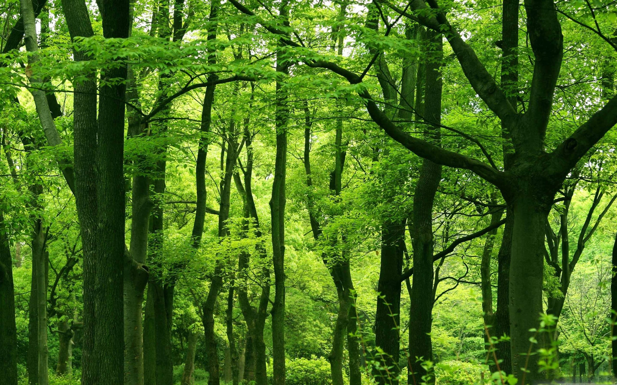 2560x1600 Green Forest Summer MacBook Air Wallpaper Download, Desktop