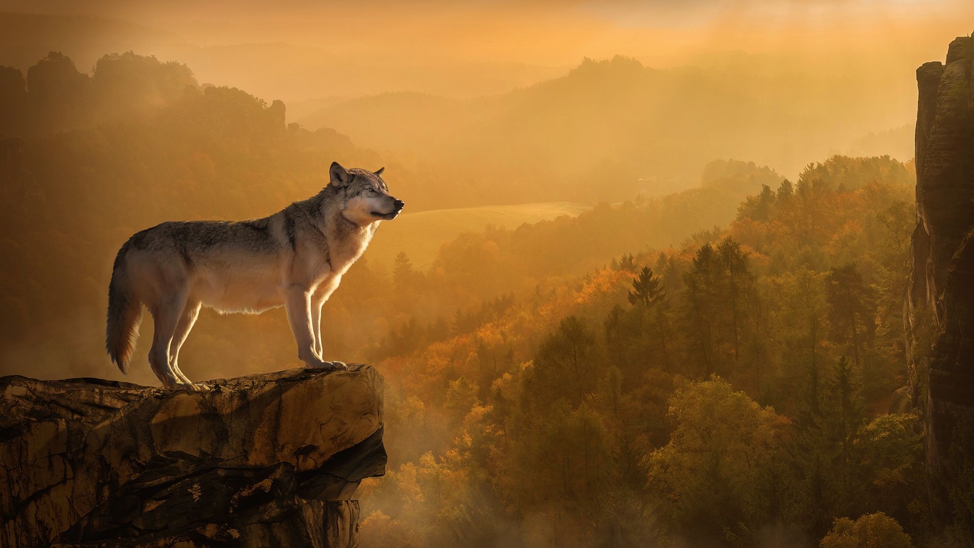 1920x1080 Autumn Wolf Wallpaper For Chromebook, Desktop