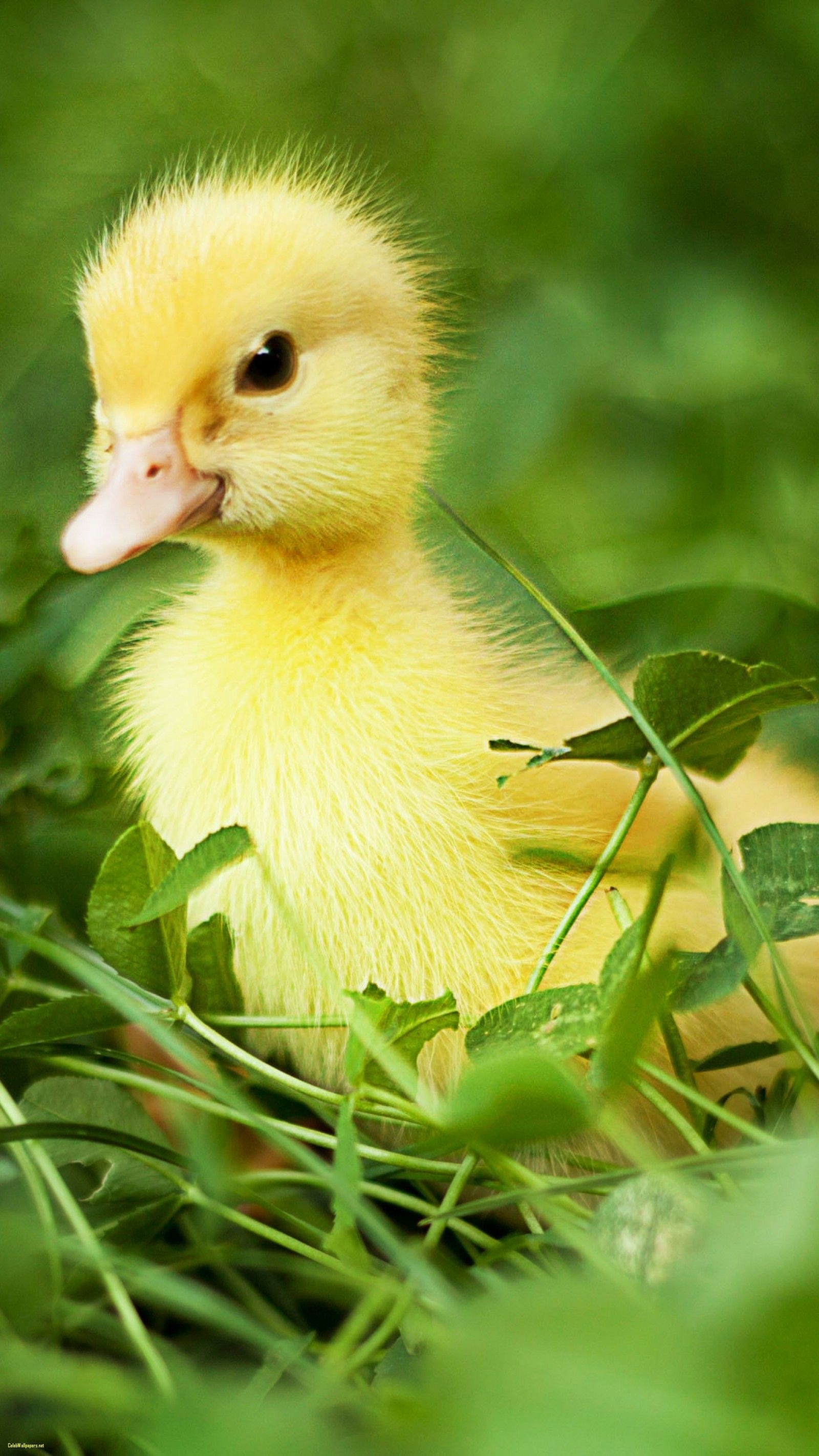 1600x2850 Cute Duck Wallpaper Free Cute Duck Background, Phone