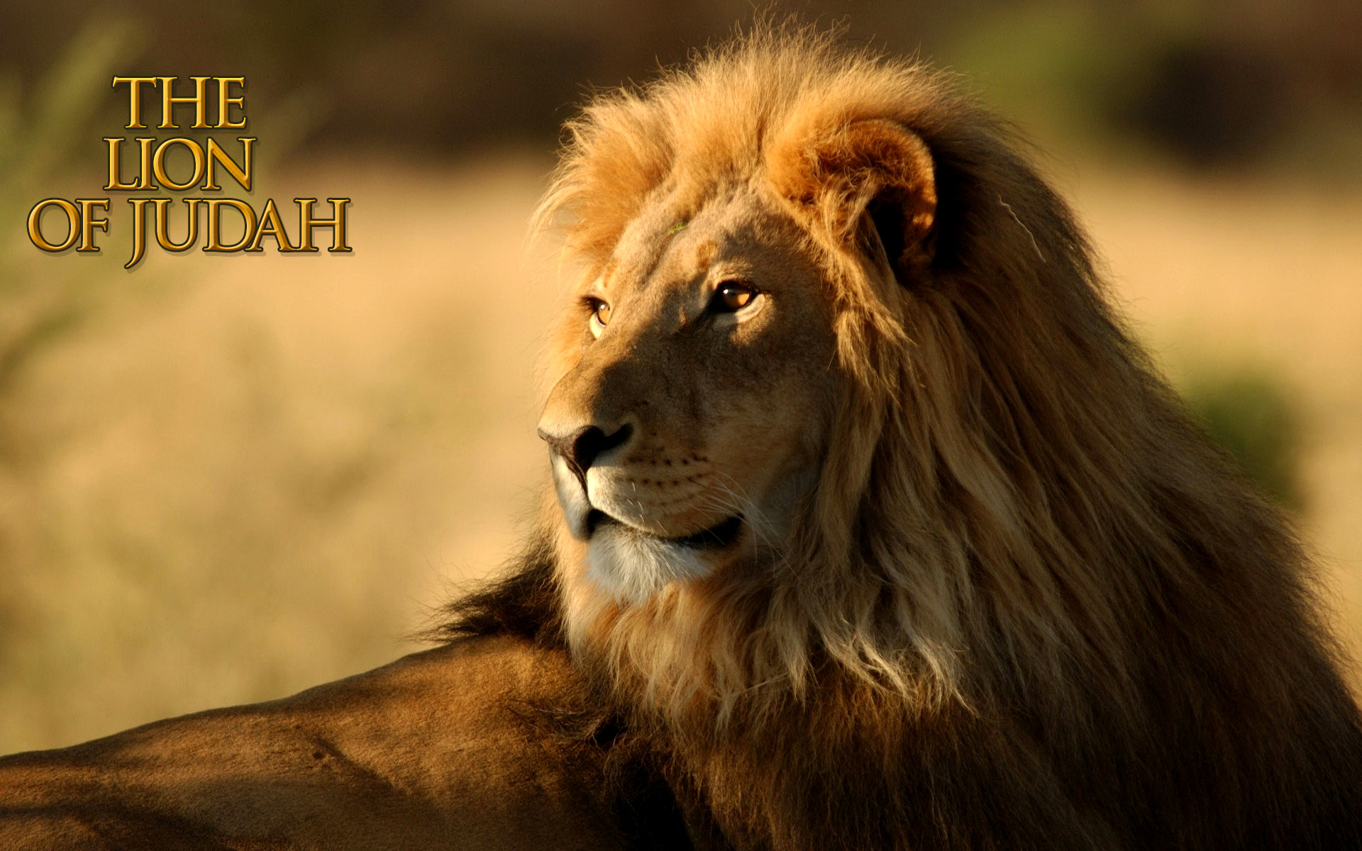 1920x1200 Lion Of Judah Wallpaper, Desktop