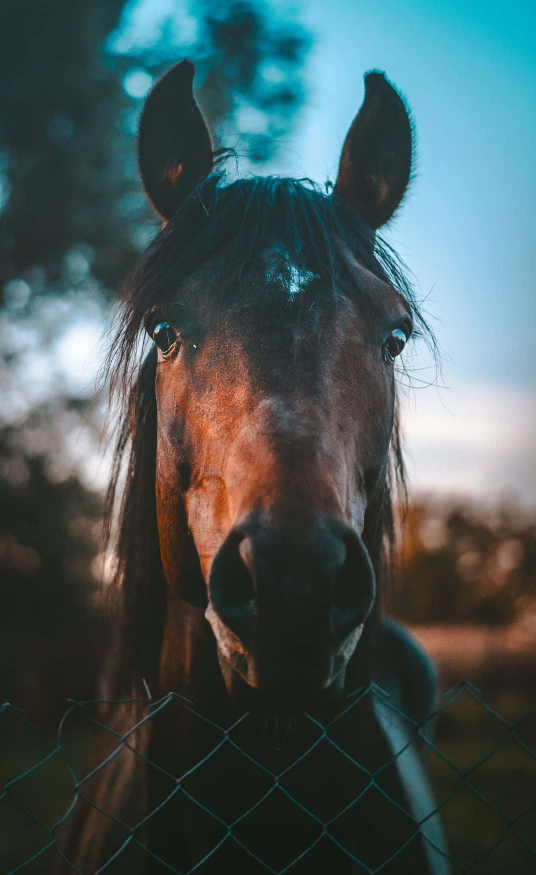 1080x1770 Beautiful Horse iPhone Wallpaper, Phone