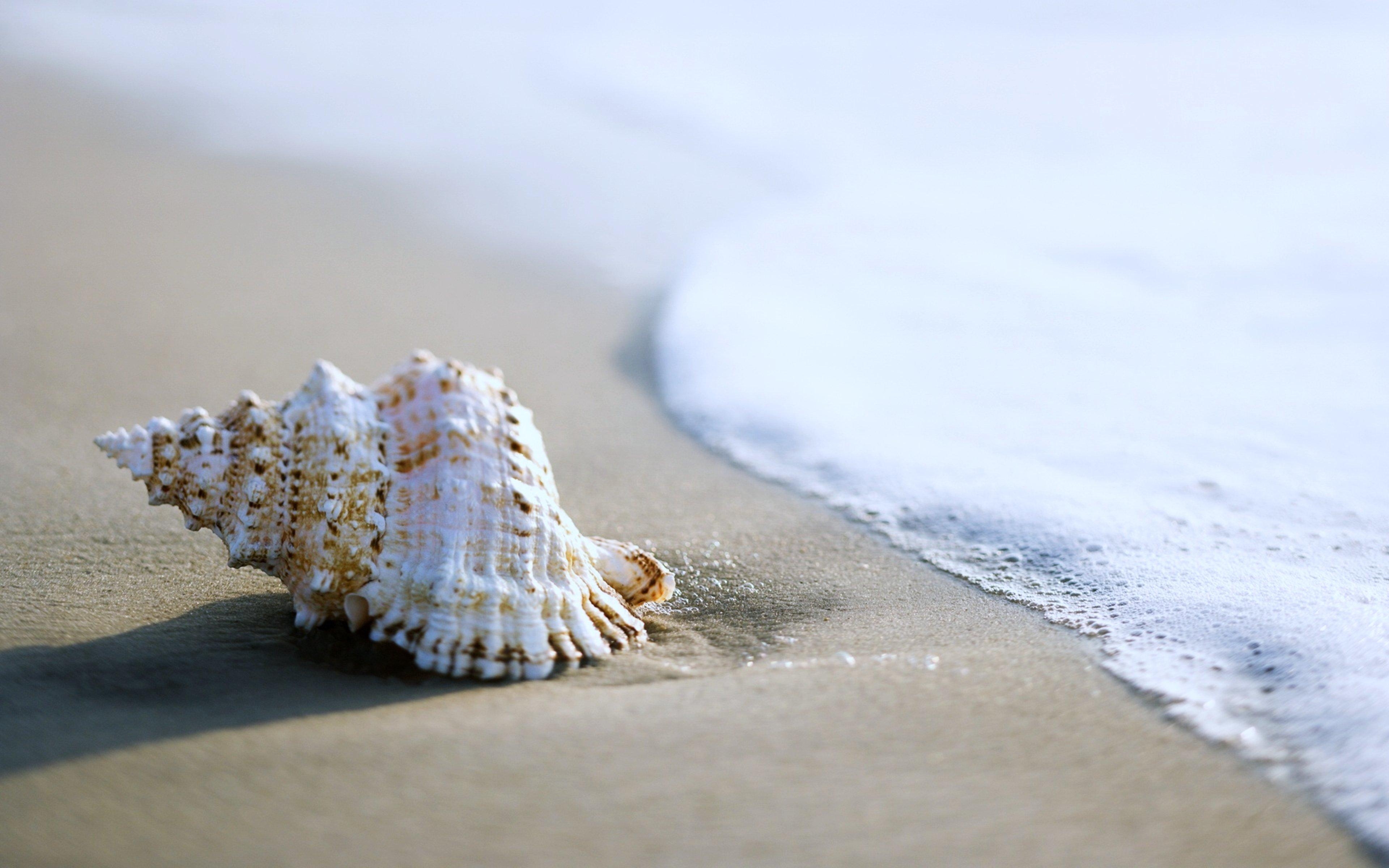 3840x2400 sea, Beaches, Sand, Summer, Nature, Earth, Shell, Coquille, Desktop