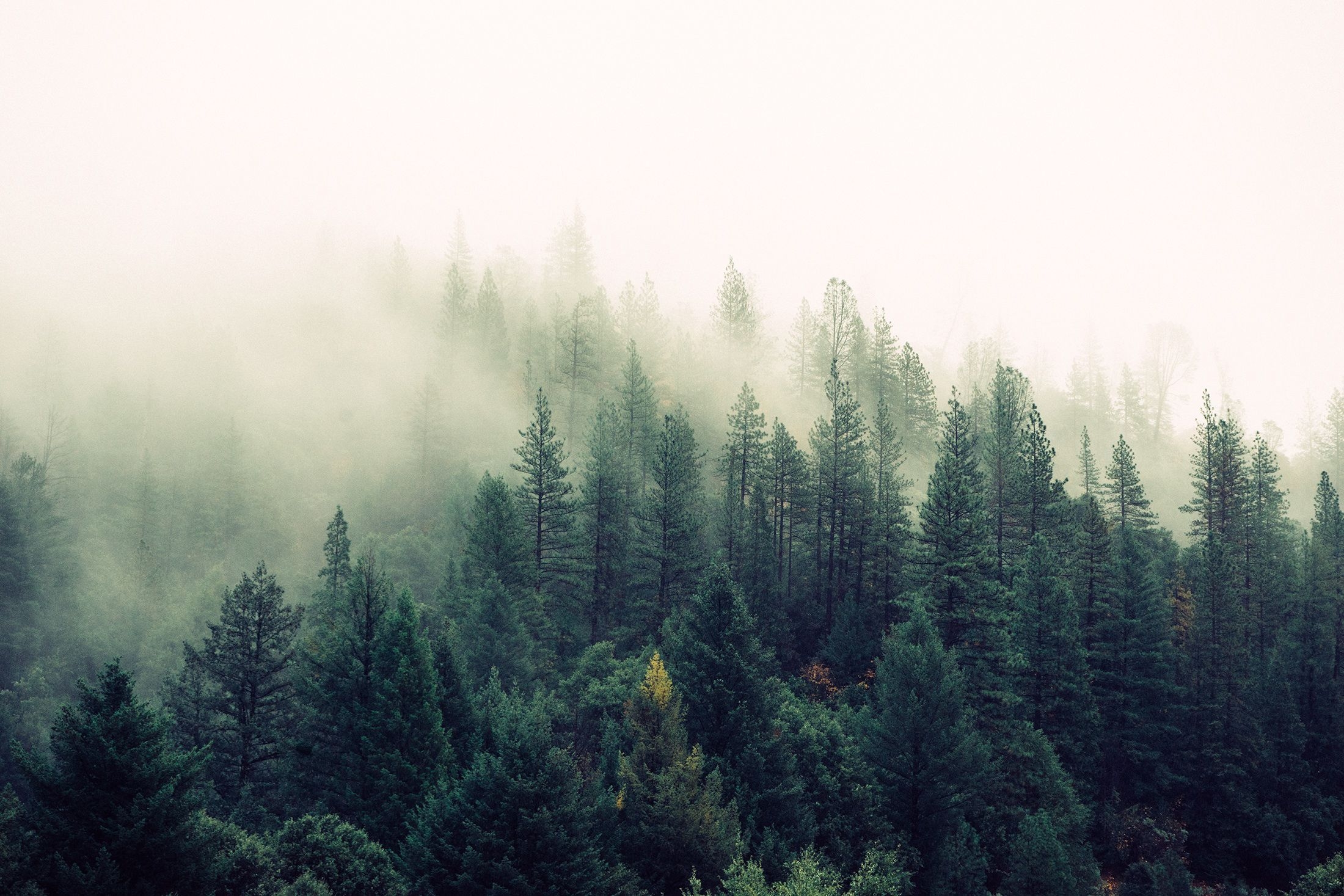 2200x1470 Misty Forest Wallpaper Free Misty Forest Background, Desktop