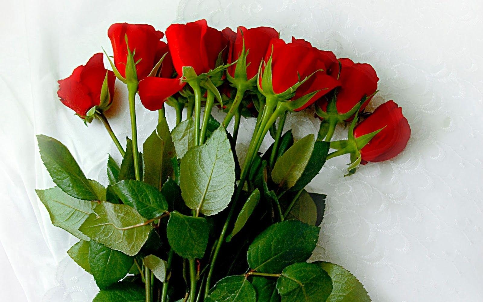 1600x1000 Happy Rose Day (7th February 2014) HD Wallpaper and Image, Desktop