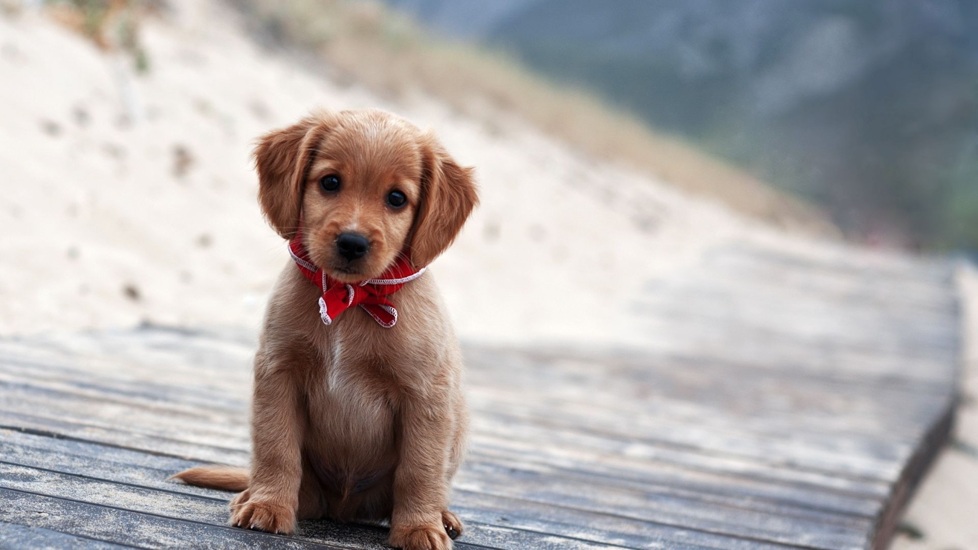 1920x1080 Cute Dog Wallpaper, Desktop