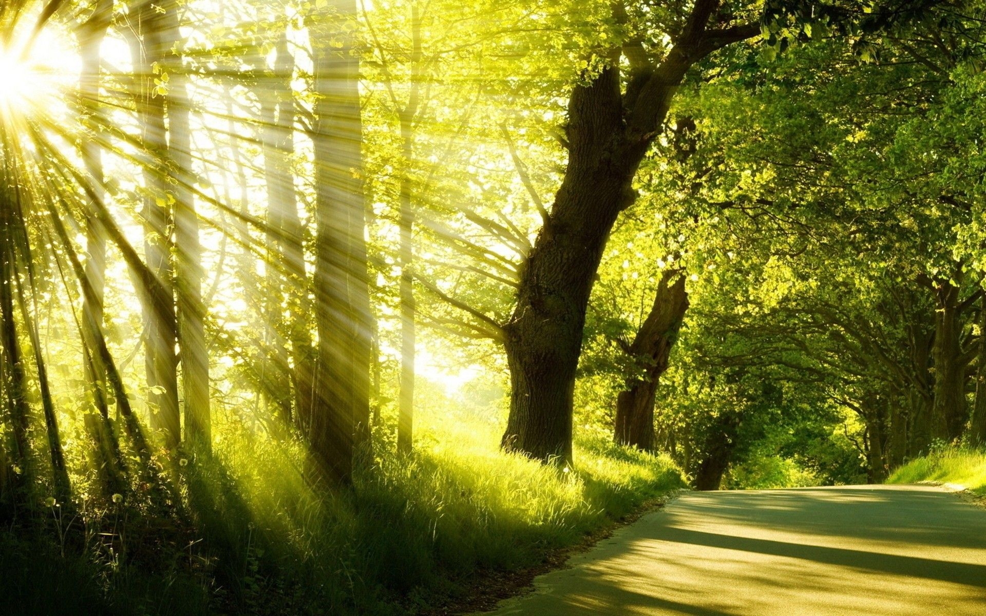 1920x1200 Sunlight, Beams, Roads, Cute, HD Wallpaper, forest Windows Wallpaper, Desktop