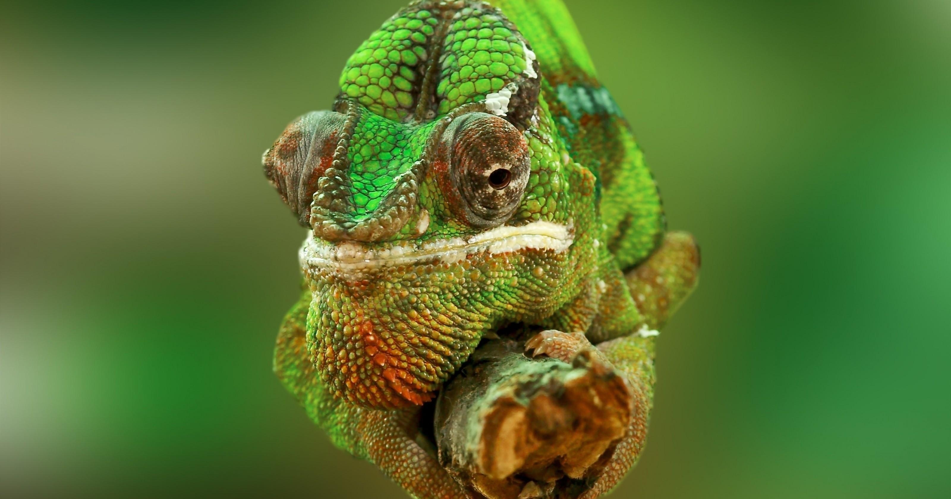 3200x1680 Download  Chameleon, Close Up, Green, Reptiles Wallpaper, Desktop