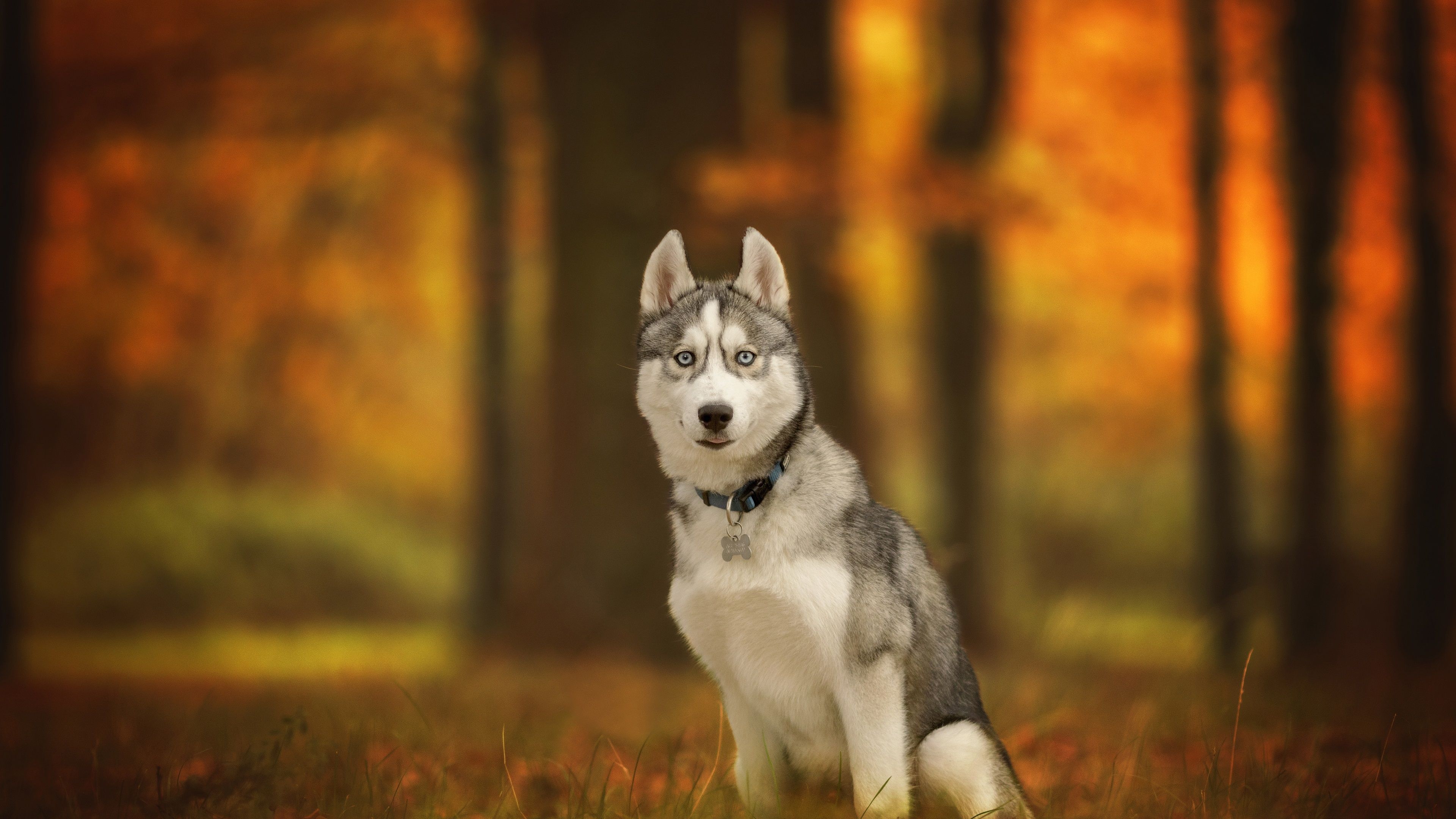 3840x2160 Wallpaper Husky dog sit on ground, autumn  UHD 4K Picture, Image, Desktop