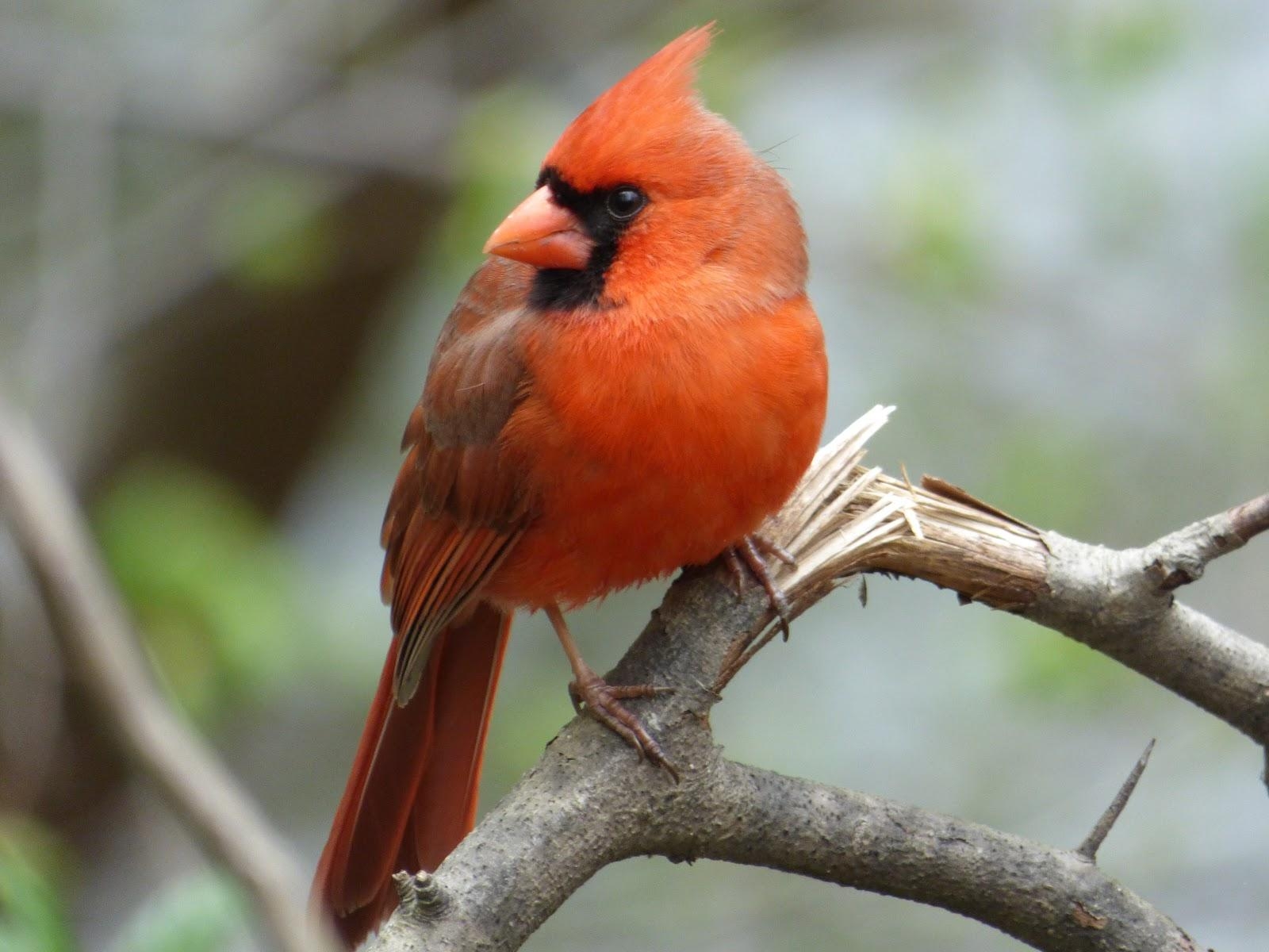 1600x1200 Out4aduck record of my birding year: Central Park Birding, Desktop