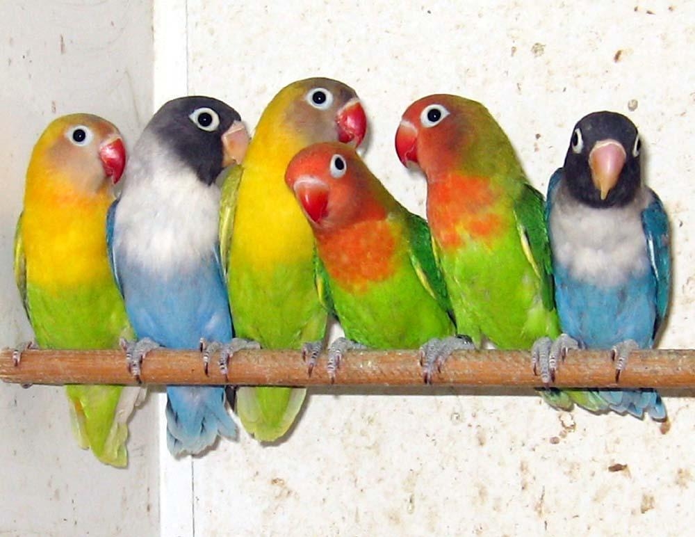 1000x780 Free wallpaper Lovebirds, Desktop