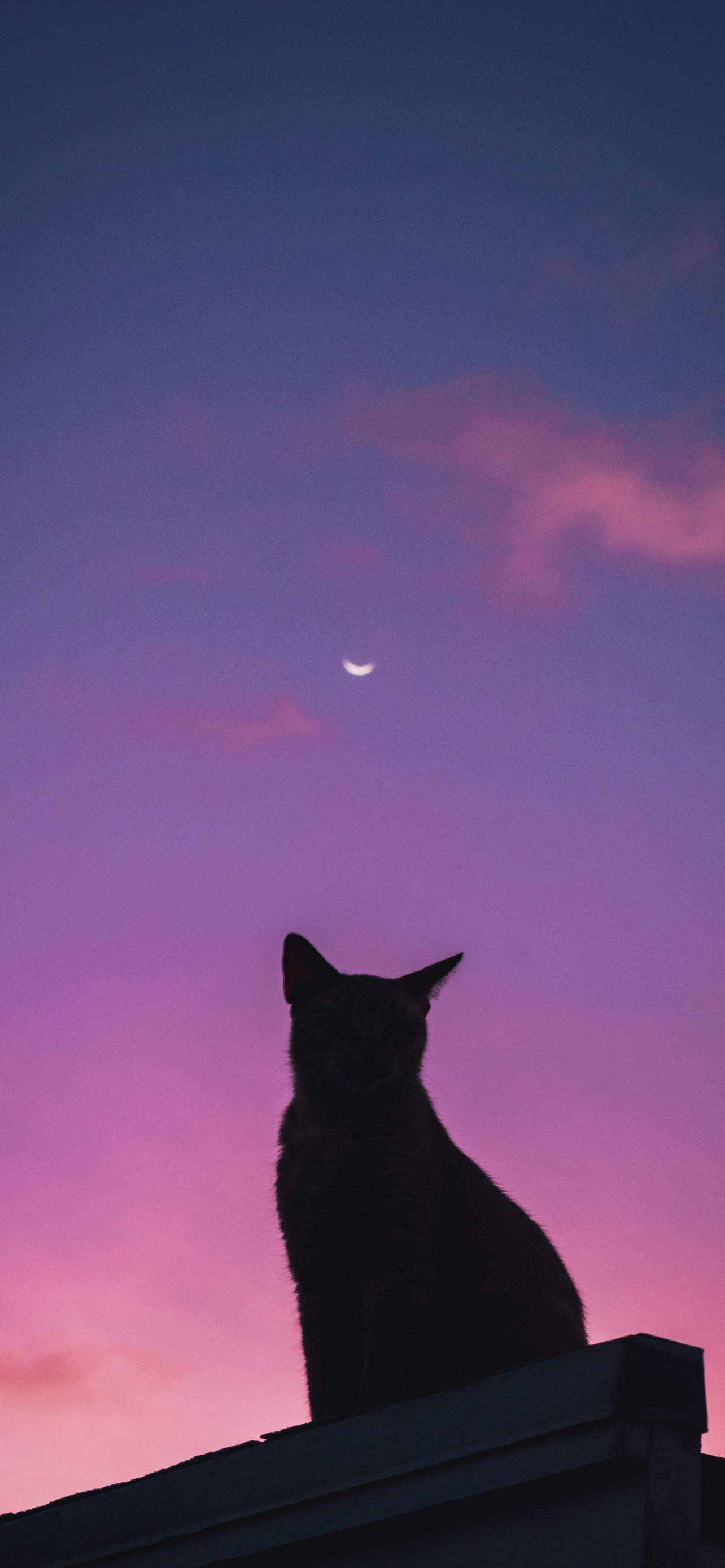 1290x2780 iPhone Cat Wallpaper July 2021 Like Cats Very Much, Phone