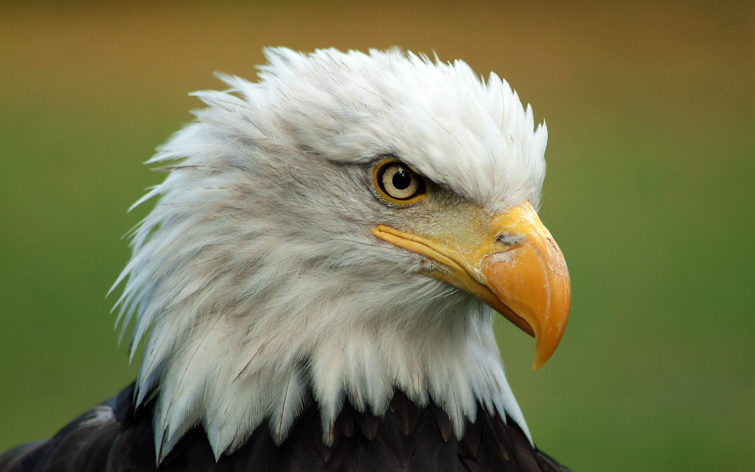 2560x1600 Majestic Bald Eagle Wallpaper, Desktop