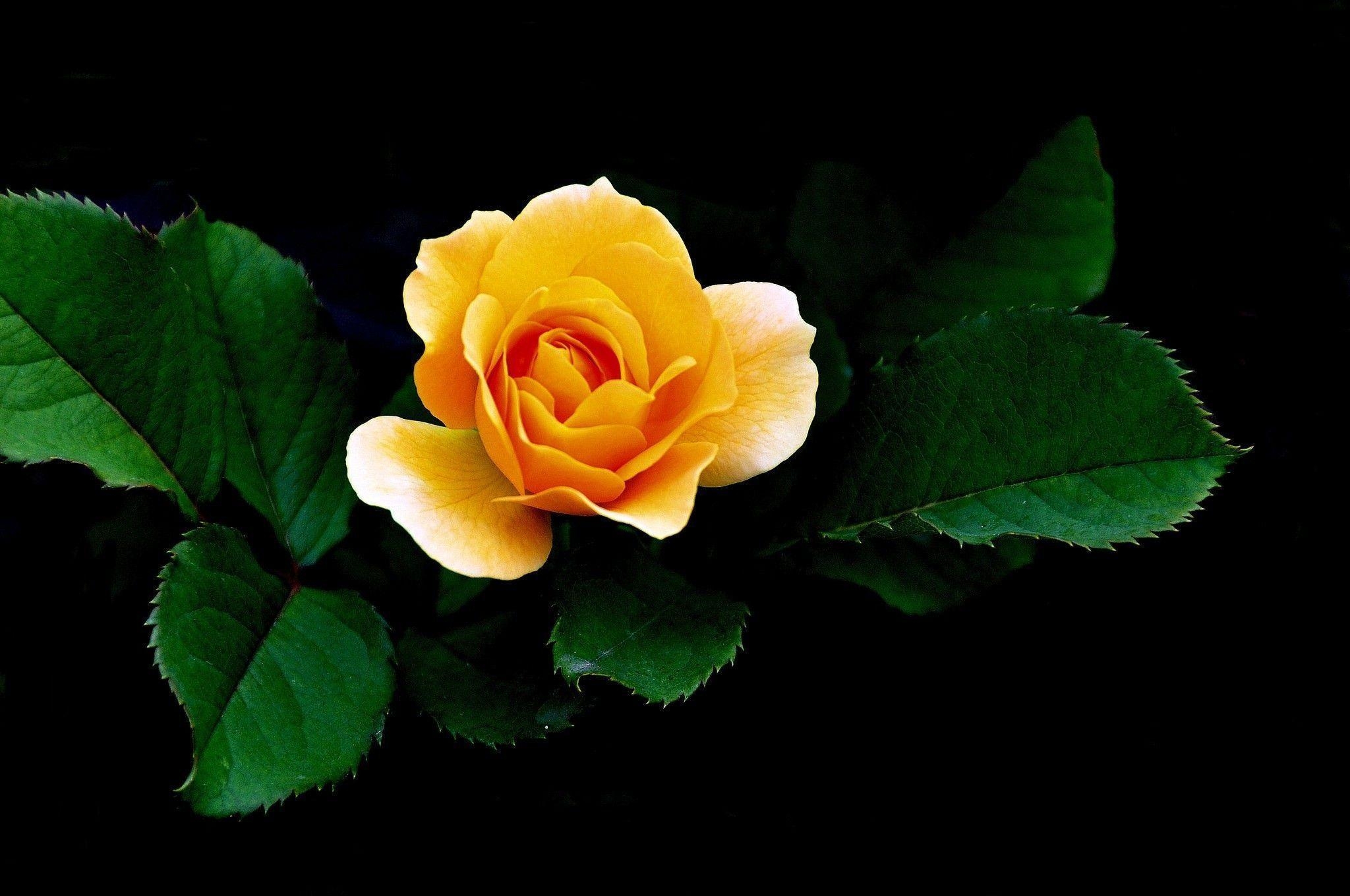 2050x1360 Beautiful Yellow Rose HD Wallpaper Wallpaper Inn, Desktop