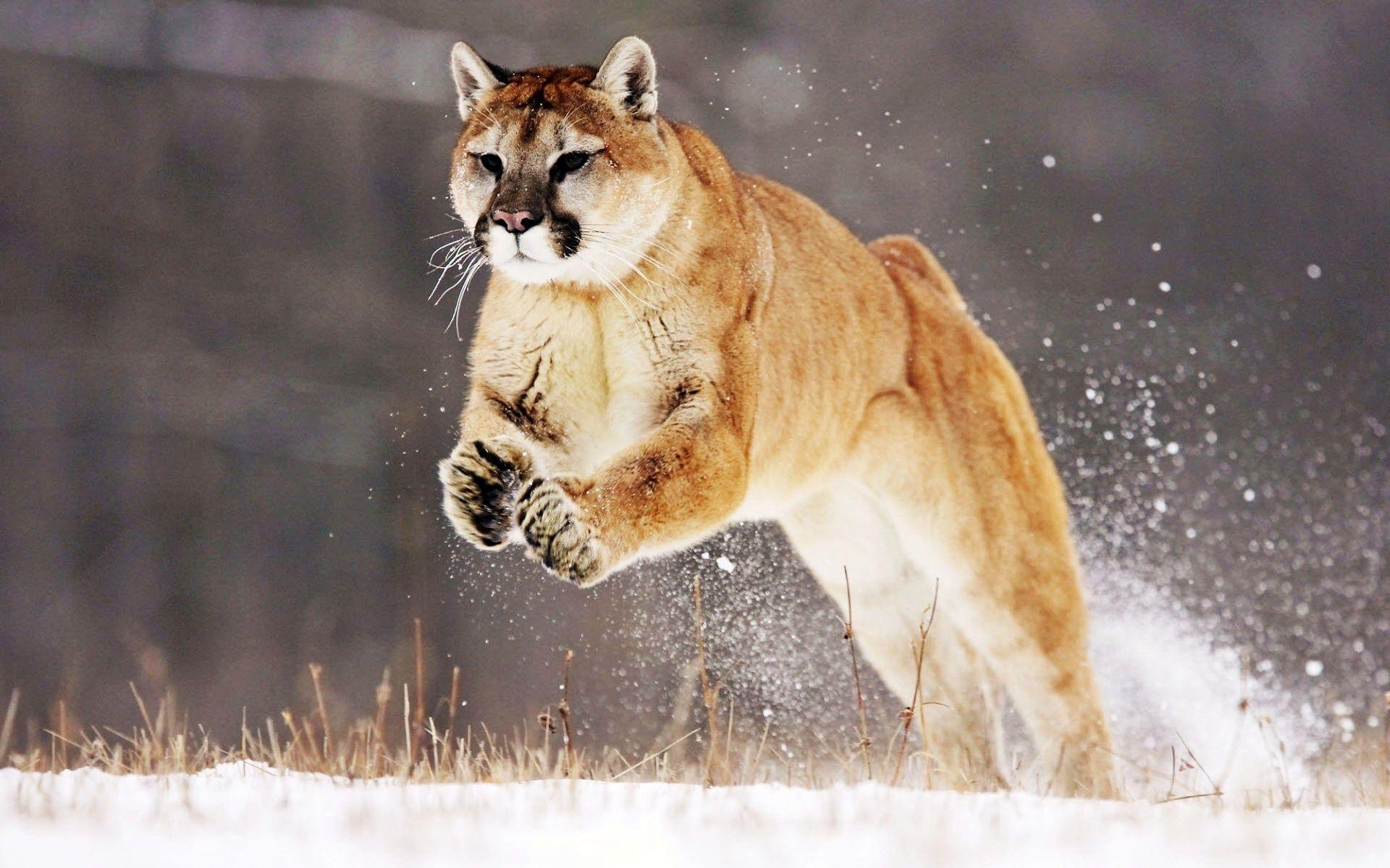 1920x1200 Mountain Lion, Background, Picture, Photos, Desktop