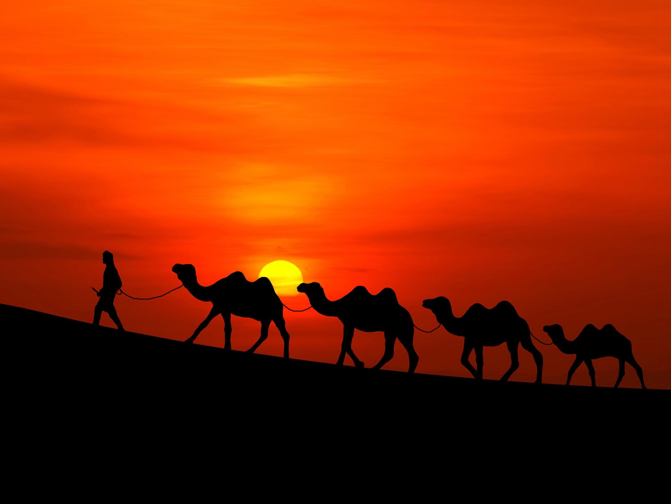 2160x1630 Wallpaper Sunset, Desert, Camels, HD, Nature, Desktop