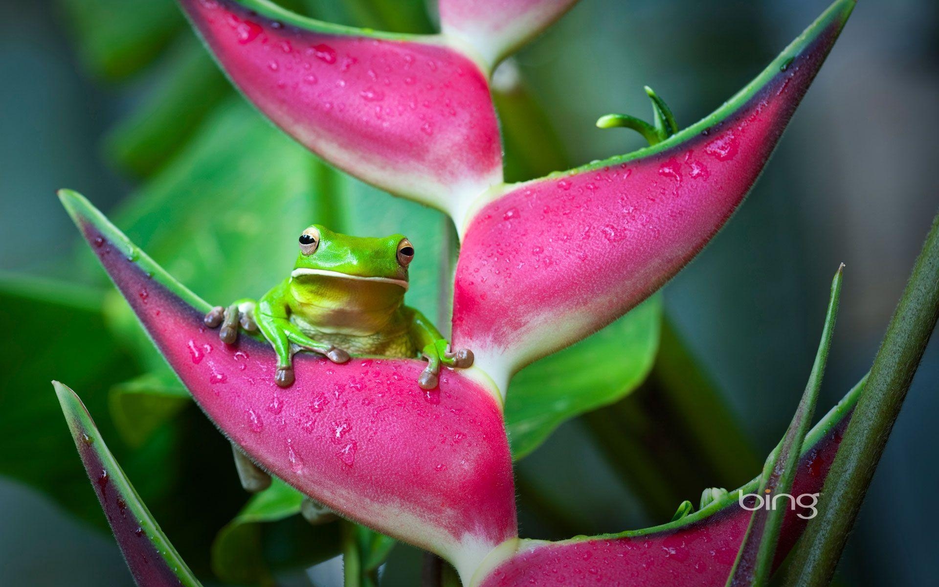 1920x1200 White Lipped Tree Frog. HD Bing Wallpaper Archive, Desktop