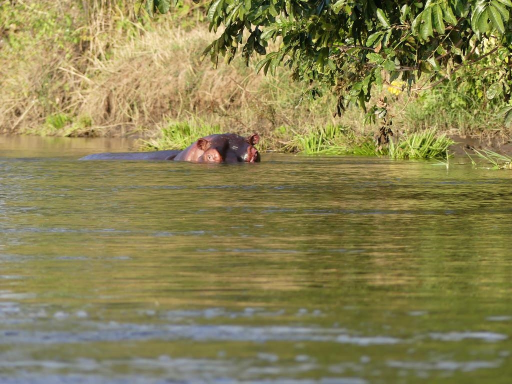 1030x770 P1180625 Lower Zambezi National Park Zambia (51). Hippos, L, Desktop