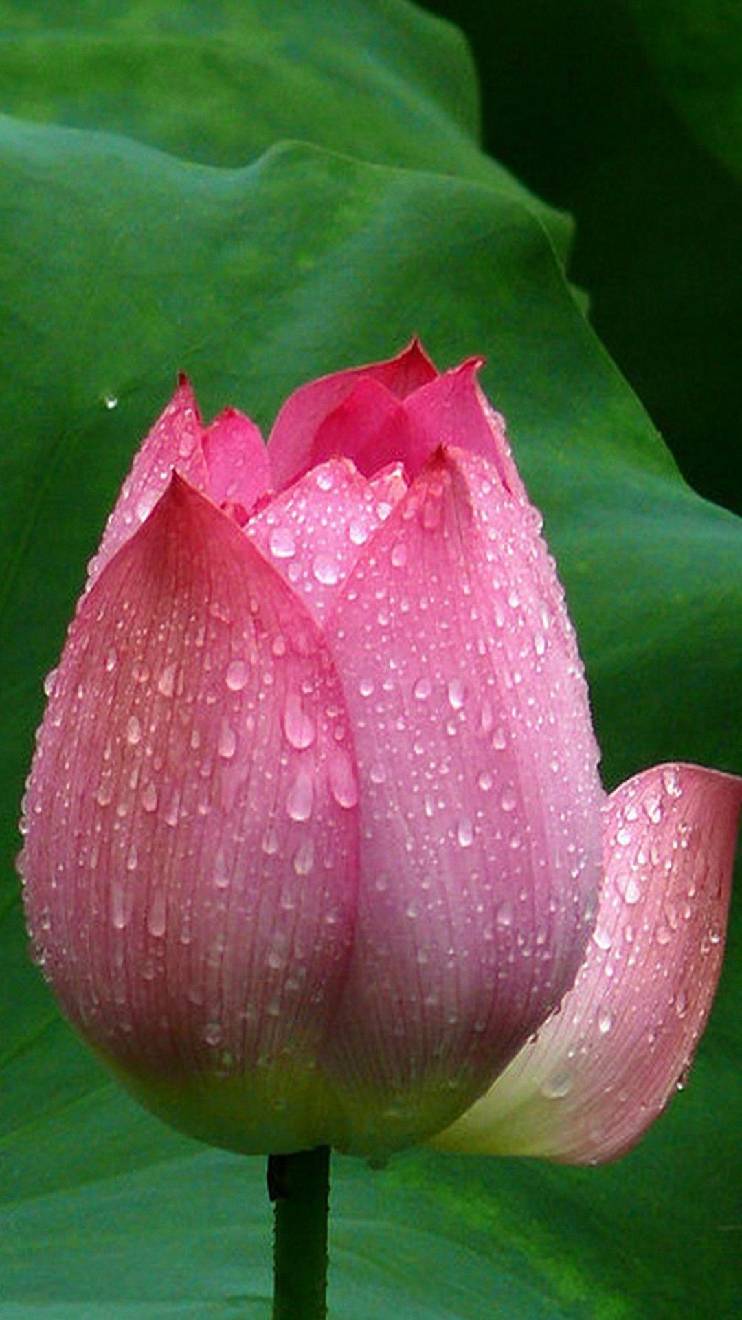 1080x1920 Lotus Flower Closeup Android Wallpaper 1080p Phone Wallpaper For Mobile, Phone