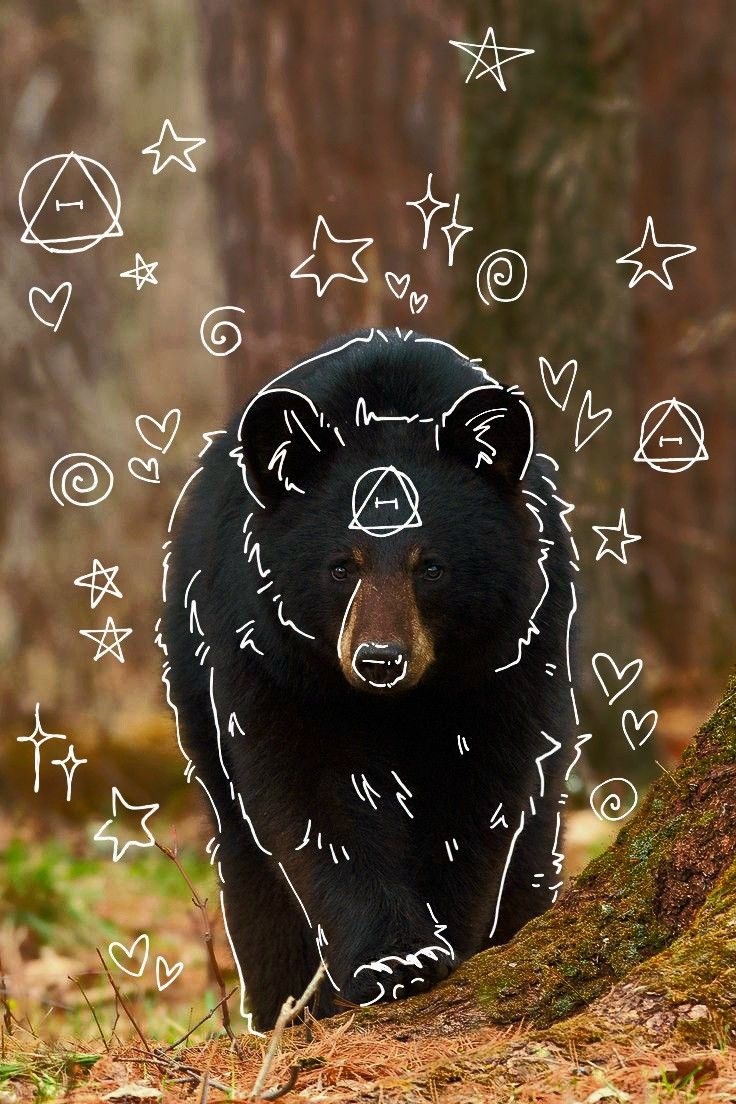 740x1110 black bear therian, Phone