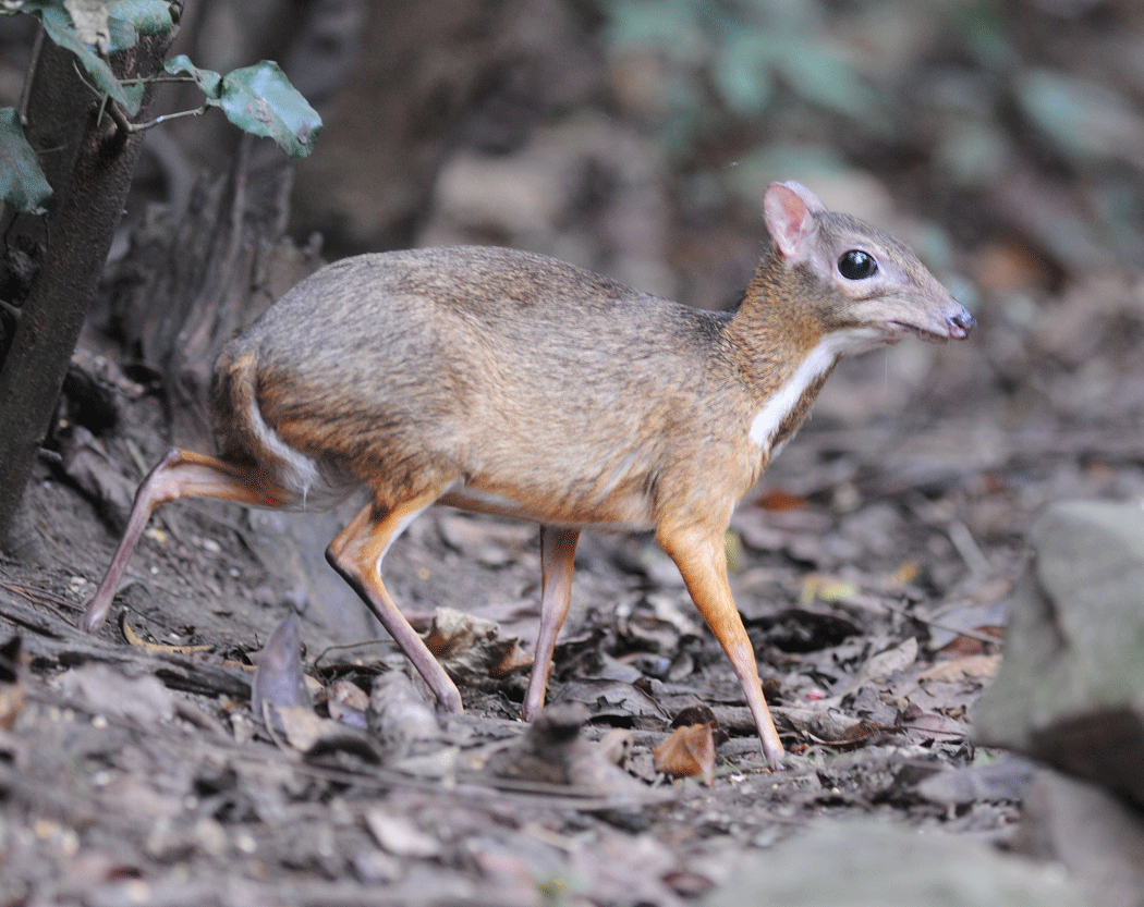 1050x840 Best chevrotain image. Mouse deer, Deer, Mammals, Desktop