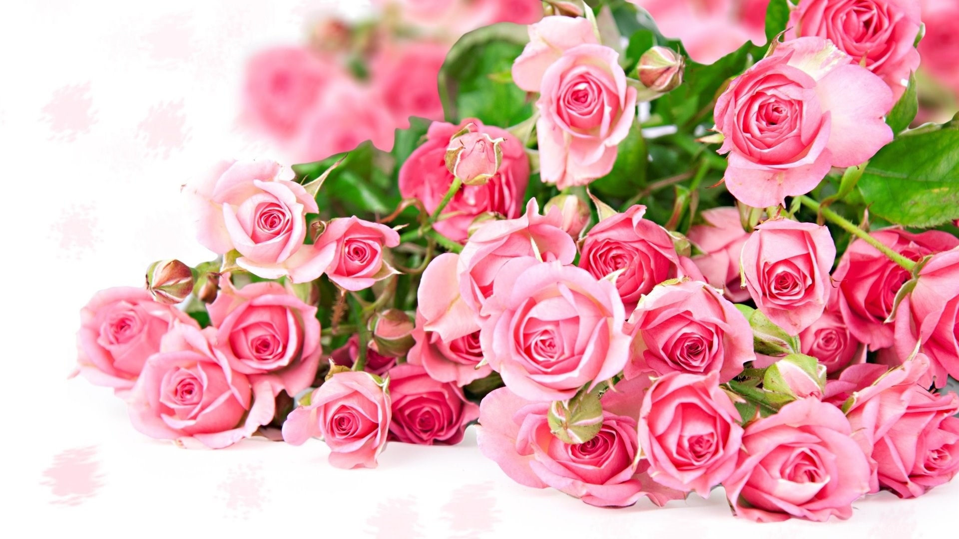 1920x1080 Pink Roses Wallpaper Desktop Background, Desktop