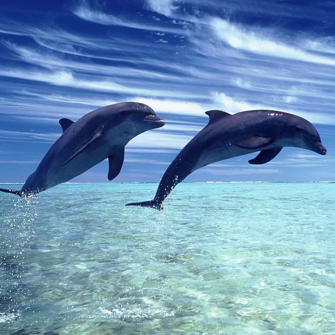 1080x1080 Baby Dolphin, iPhone, Desktop HD Background / Wallpaper (1080p, 4k) () (2020), Phone