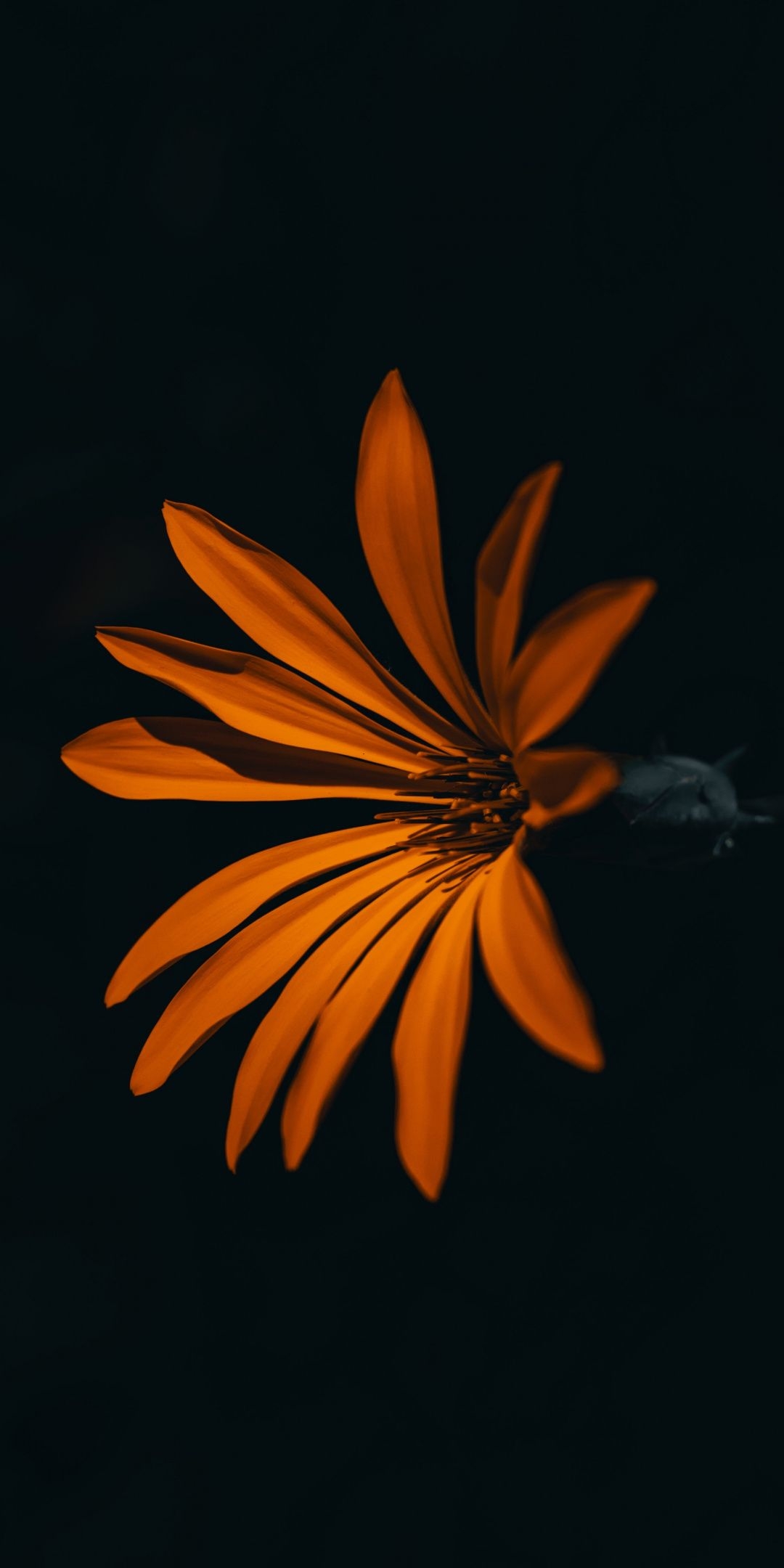 1080x2160 Flower, orange, dark,  wallpaper. Wallpaper background, Orange wallpaper, Dark wallpaper, Phone