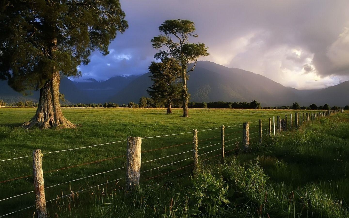 1440x900 HD Wallpaper:  Nature Kahikatea Trees, Desktop