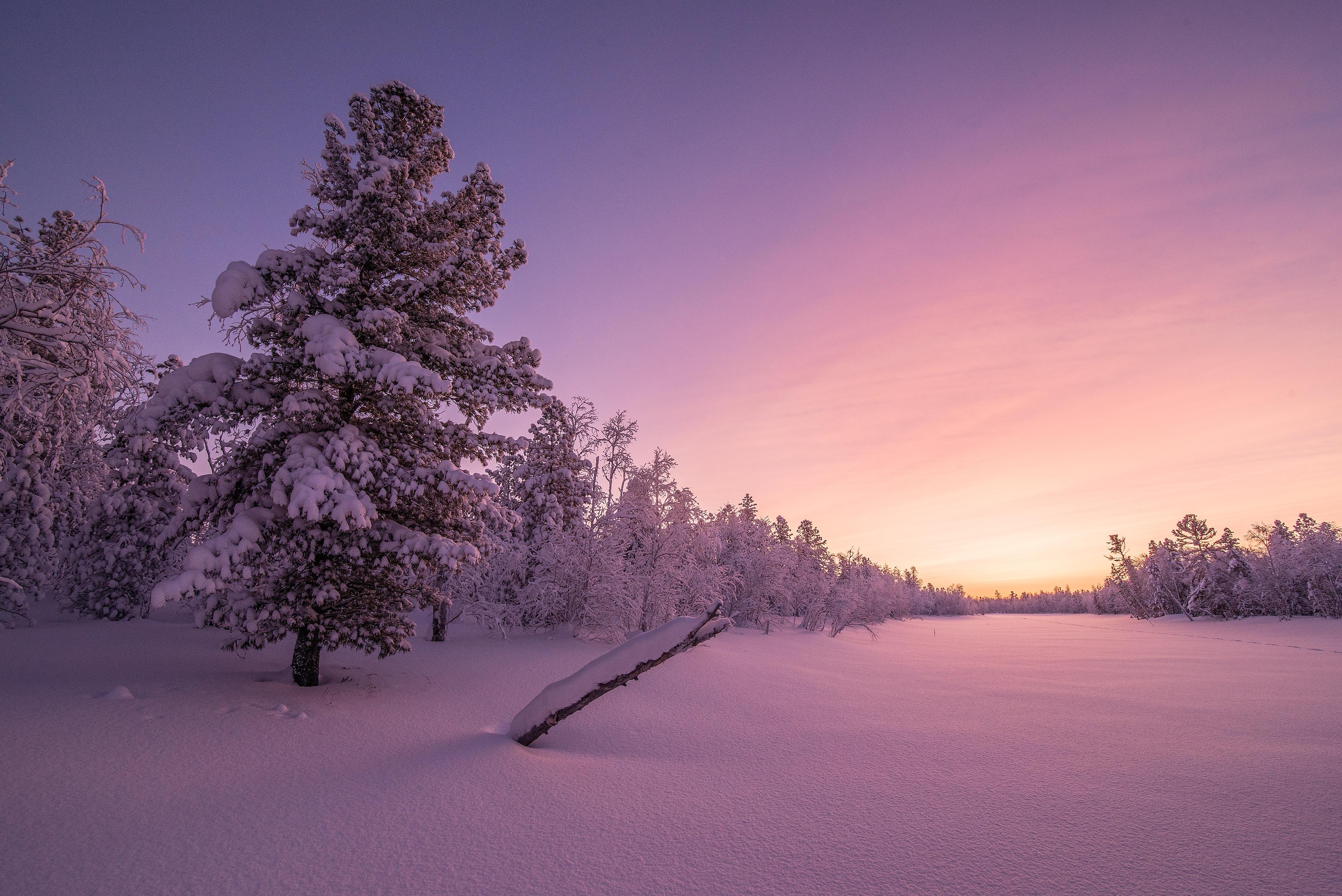 4000x2670 Wallpaper Frosty, Morning, Sunrise, Winter forest, HD, 4K, Desktop