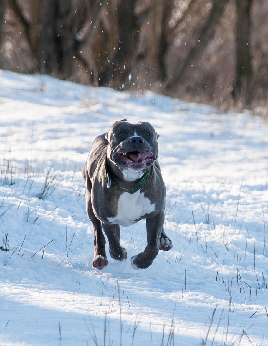 910x1180 HD wallpaper: dog, pitbull, terrier, animal, winter, snow, cold temperature, Phone