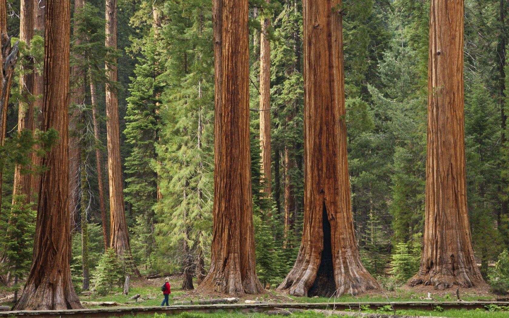 1680x1050 06 2015 Sequoia National Park Desktop Wallpaper, Desktop