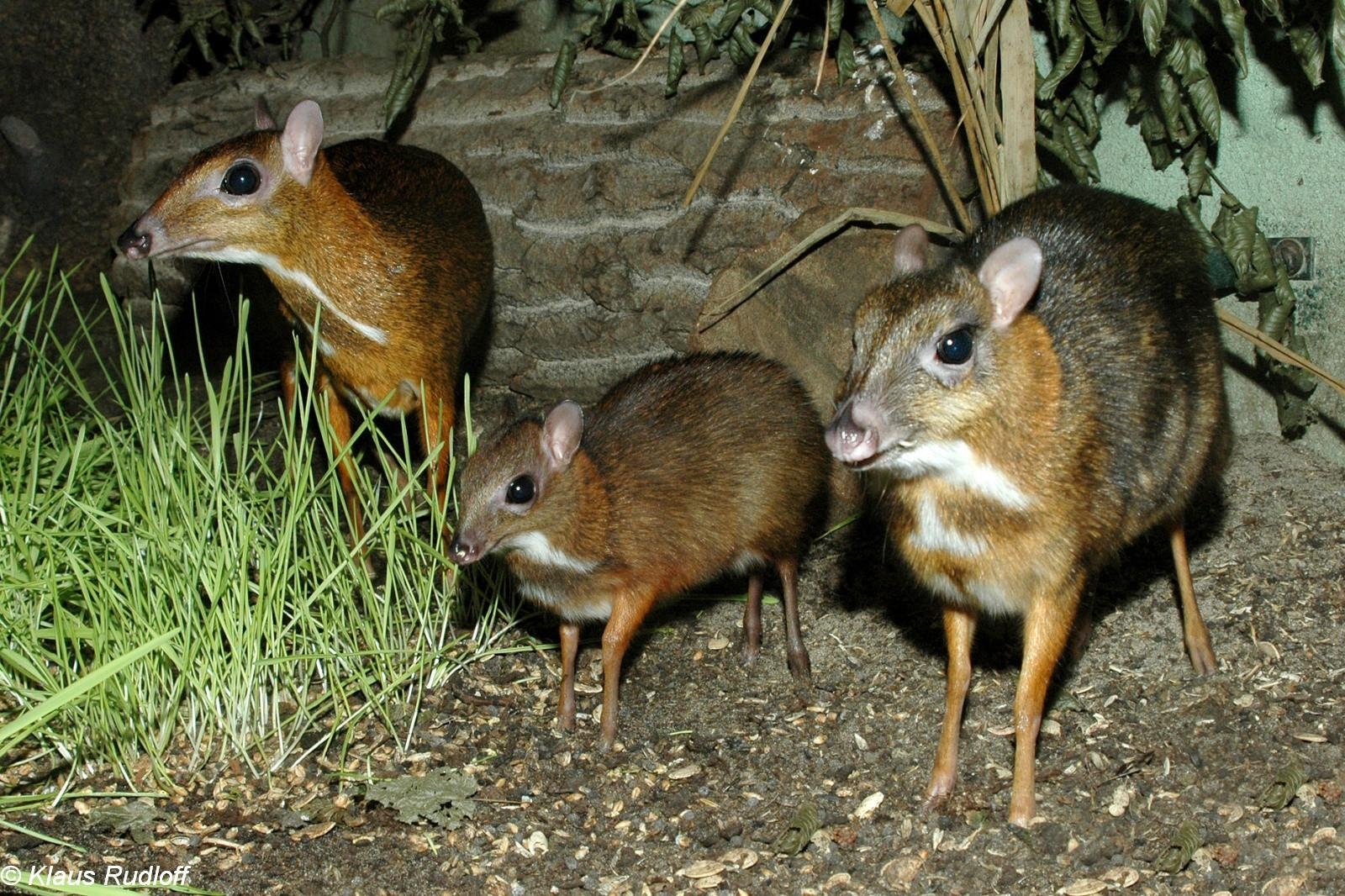 1600x1070 Chevrotains, a.k.a. mouse deer, Desktop