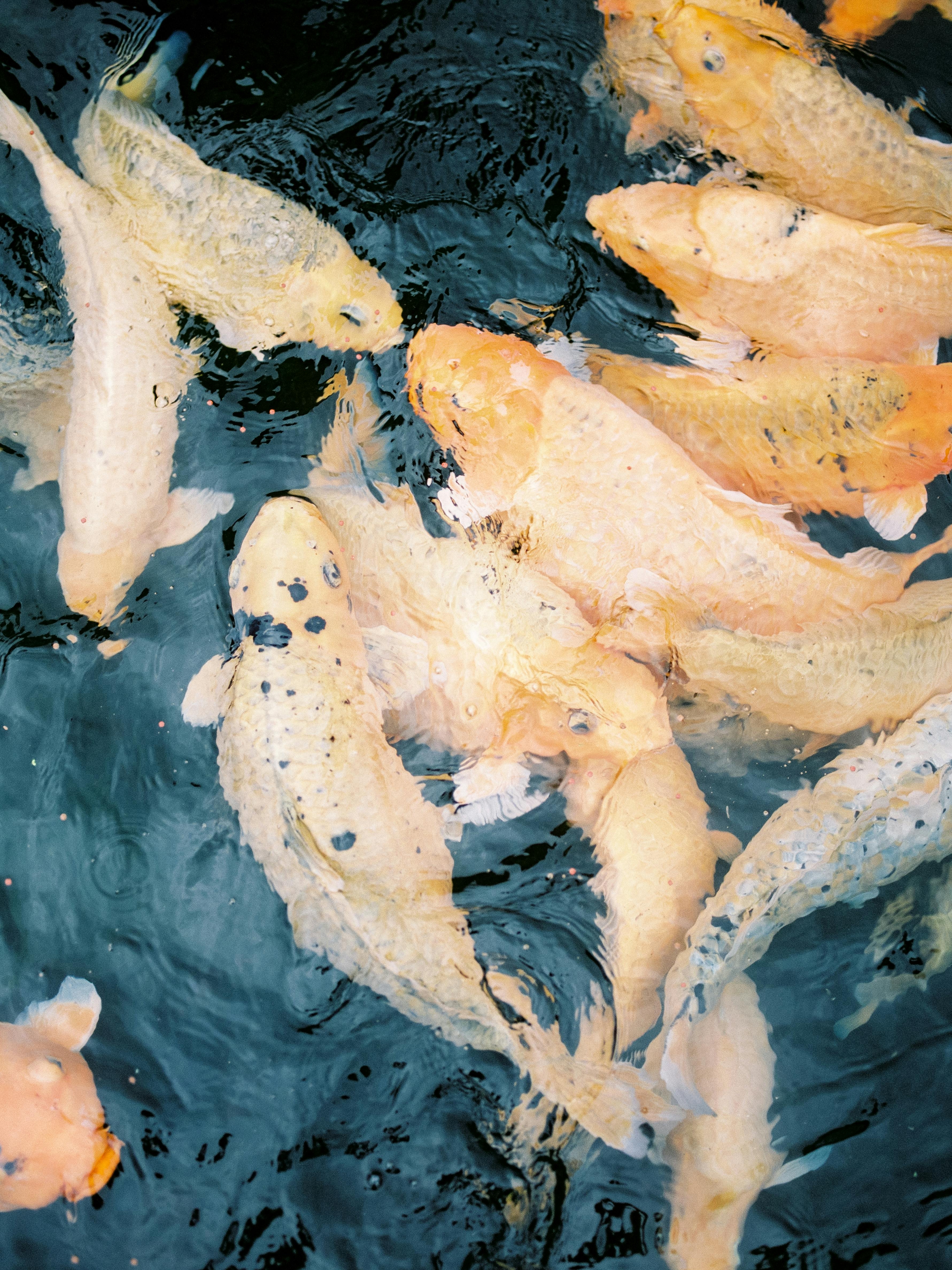 3570x4750 Swarm of Gold Koi Fish Peeking Through, Phone