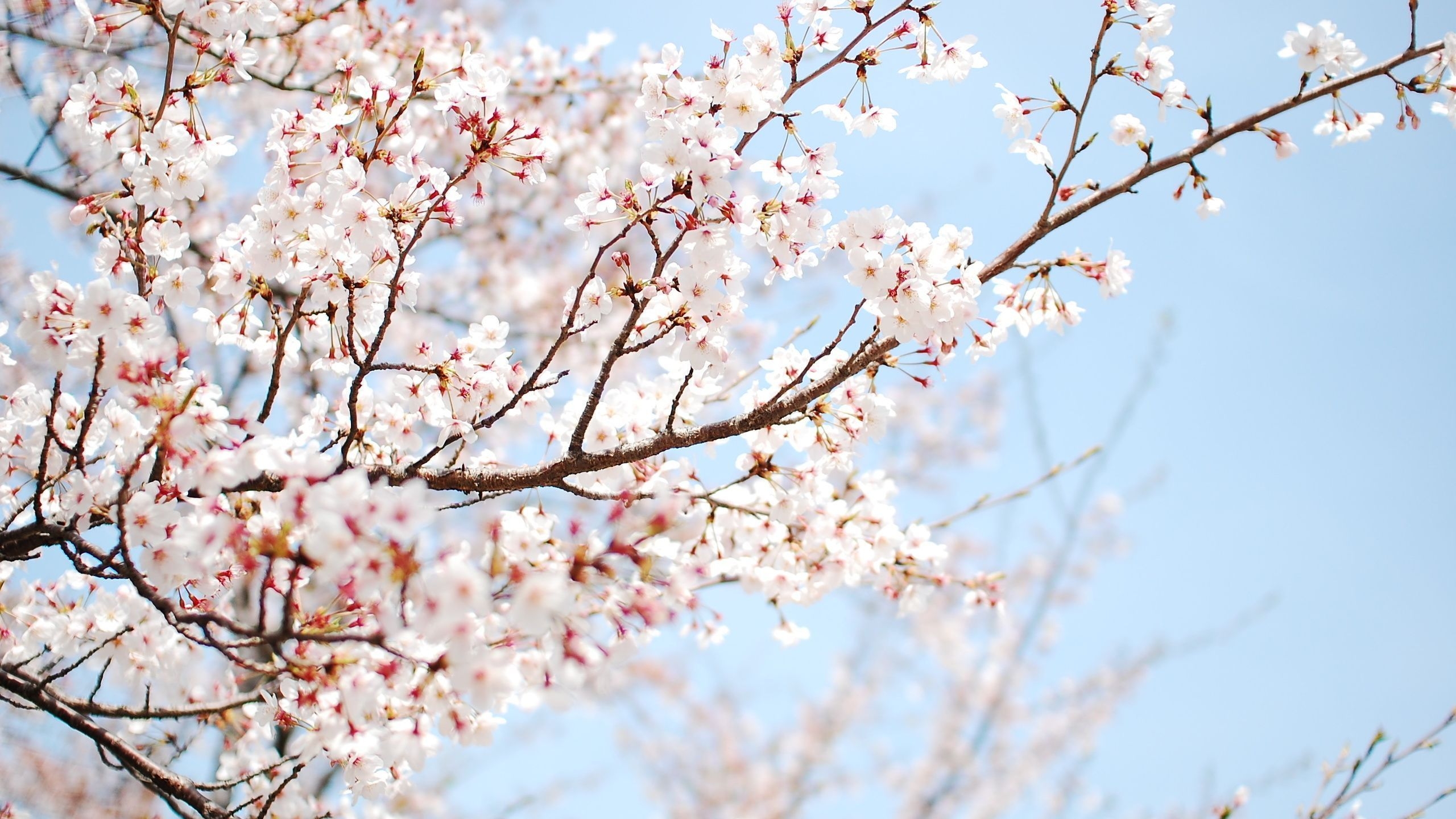 2560x1440 Ideas For Pastel Aesthetic Cherry Blossom Desktop Wallpaper HD, Desktop