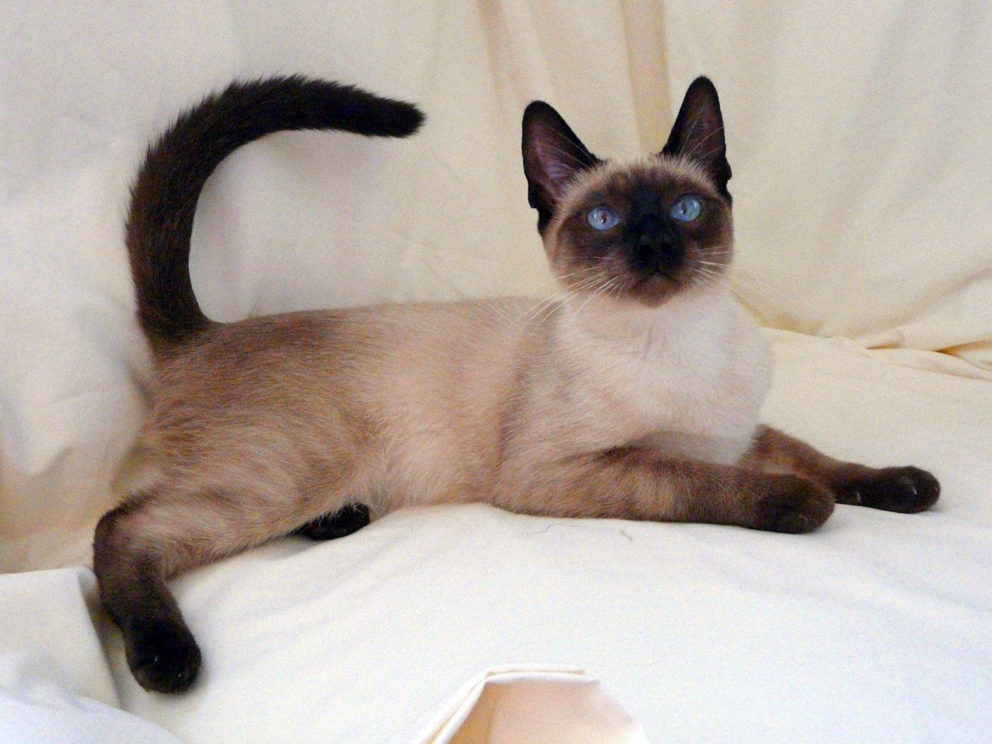 1400x1050 Siamese Cat wallpaperx1050, Desktop