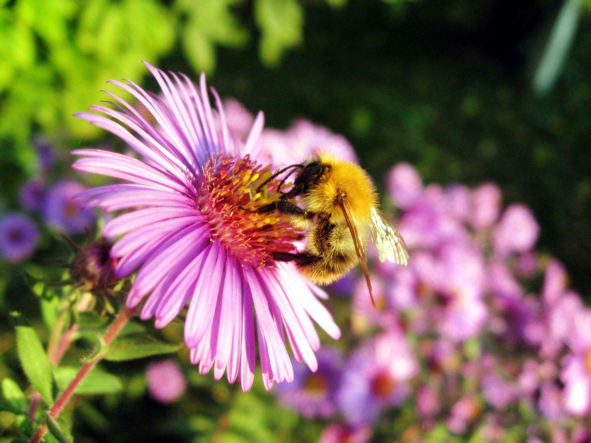 1920x1440 Honey Bee Wallpaper, Desktop