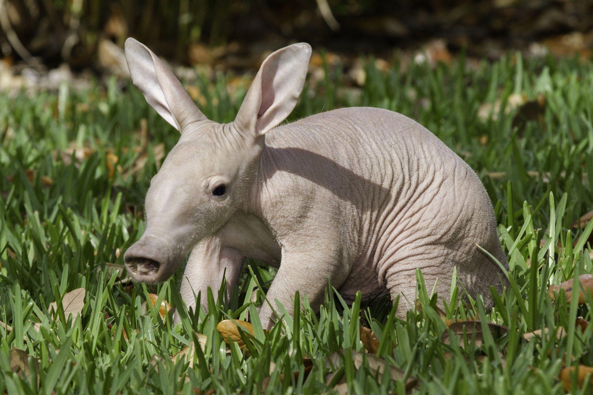 1920x1280 Aardvark 4k Ultra HD Wallpaper and Background Imagex2581, Desktop