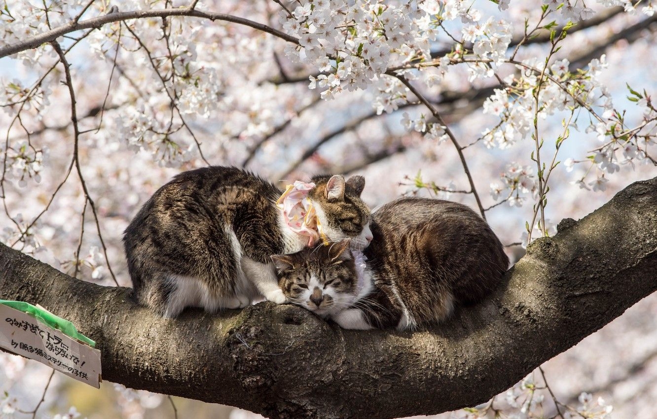 1340x850 Wallpaper Spring, Sakura, Japan, Pair, Animals, Flowering, Cats, Desktop