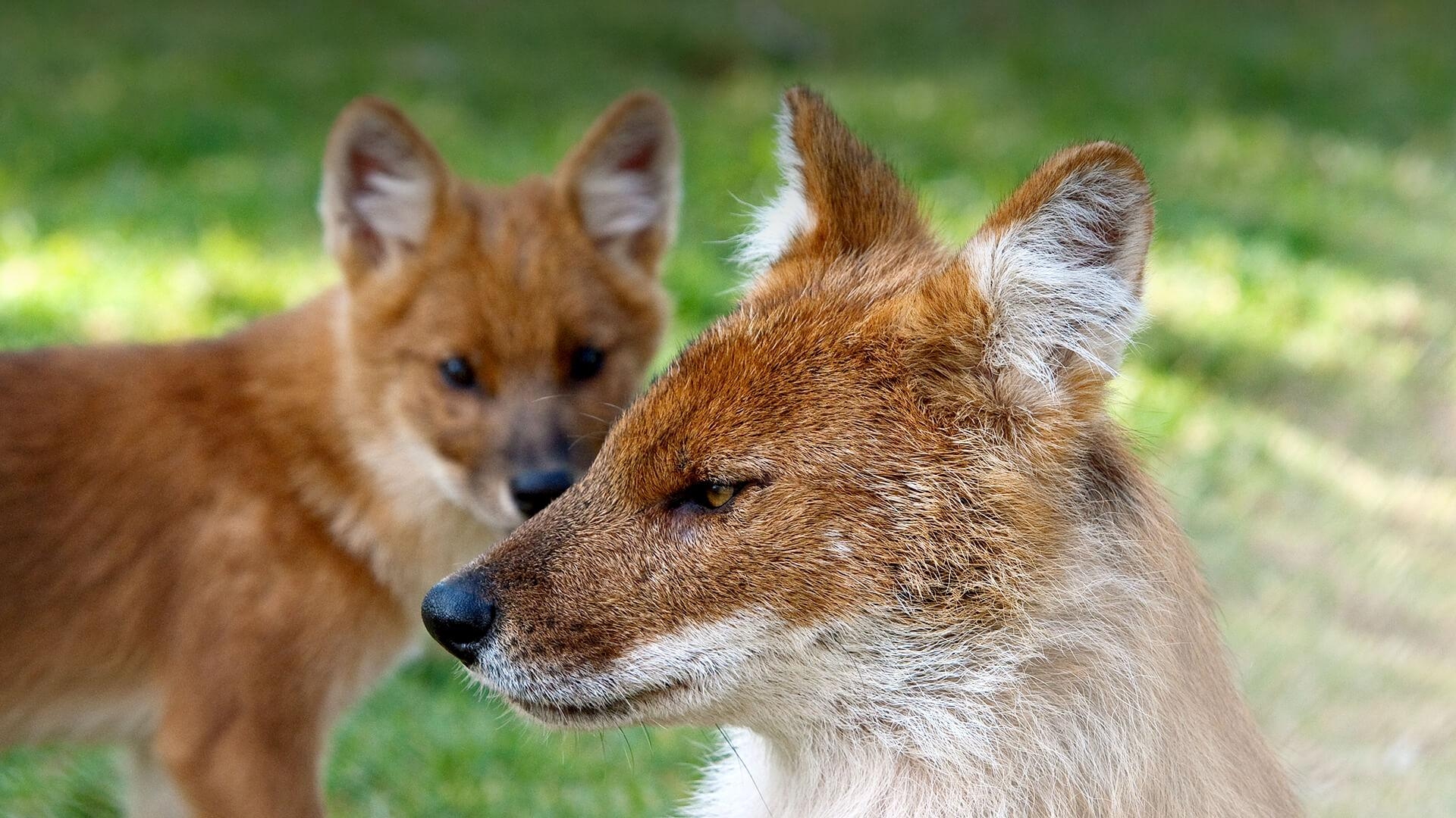 1920x1080 Dhole Wallpaper. Dhole Wallpaper, Desktop