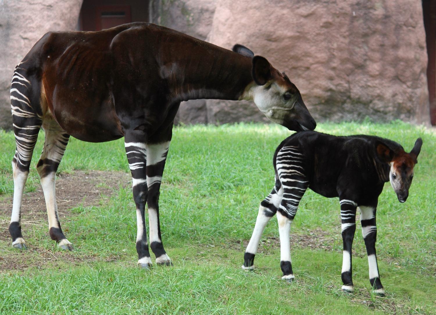 1500x1090 Okapi Wallpaper High Quality, Desktop