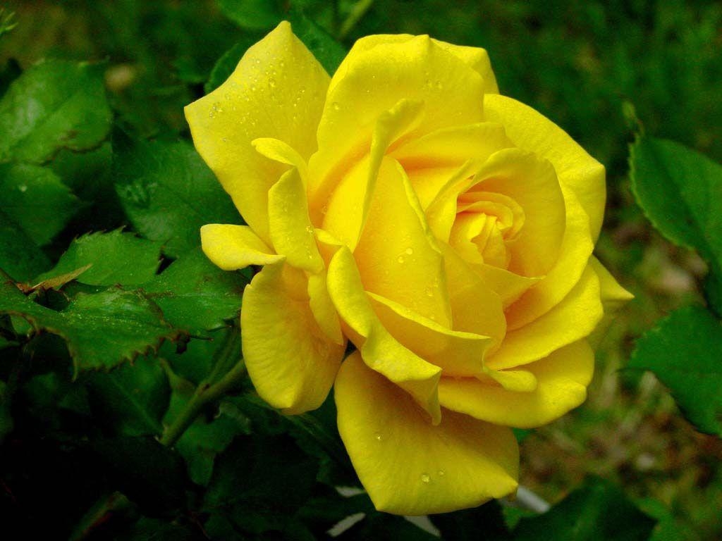 1030x770 beautiful yellow rose wallpaper, Desktop